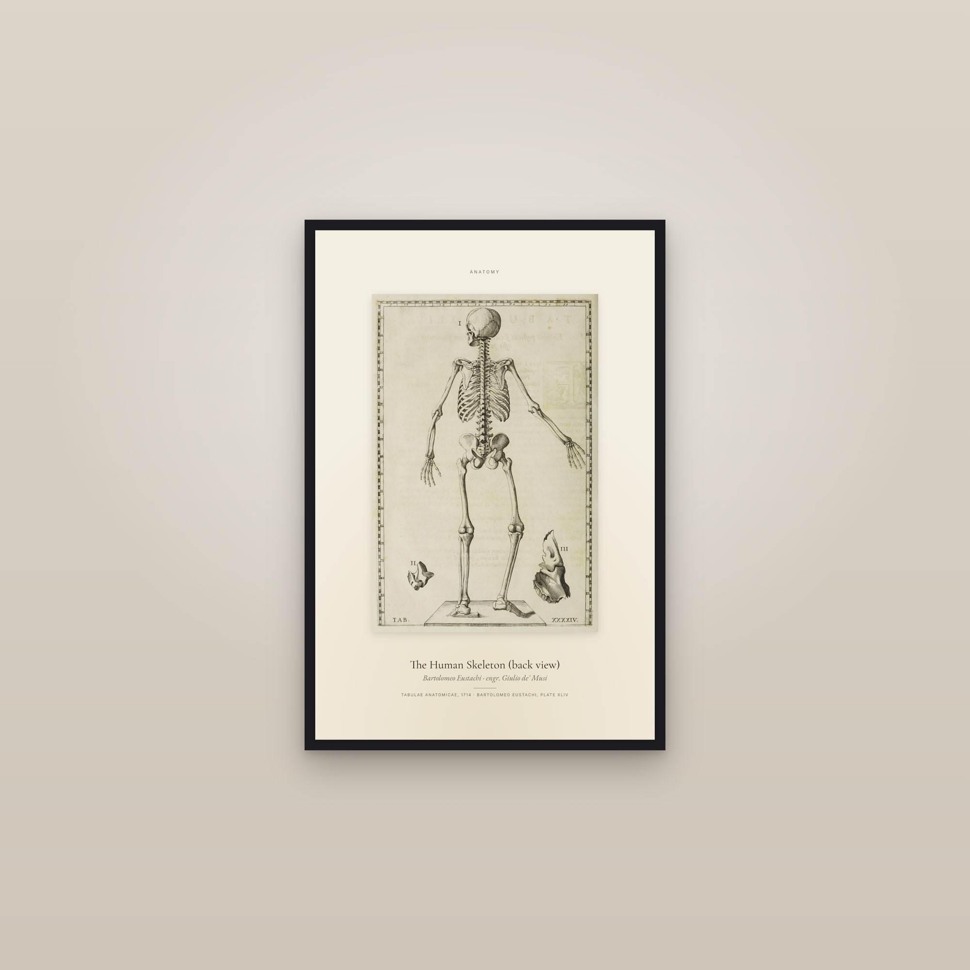 The Human Skeleton (back view) — Specimen