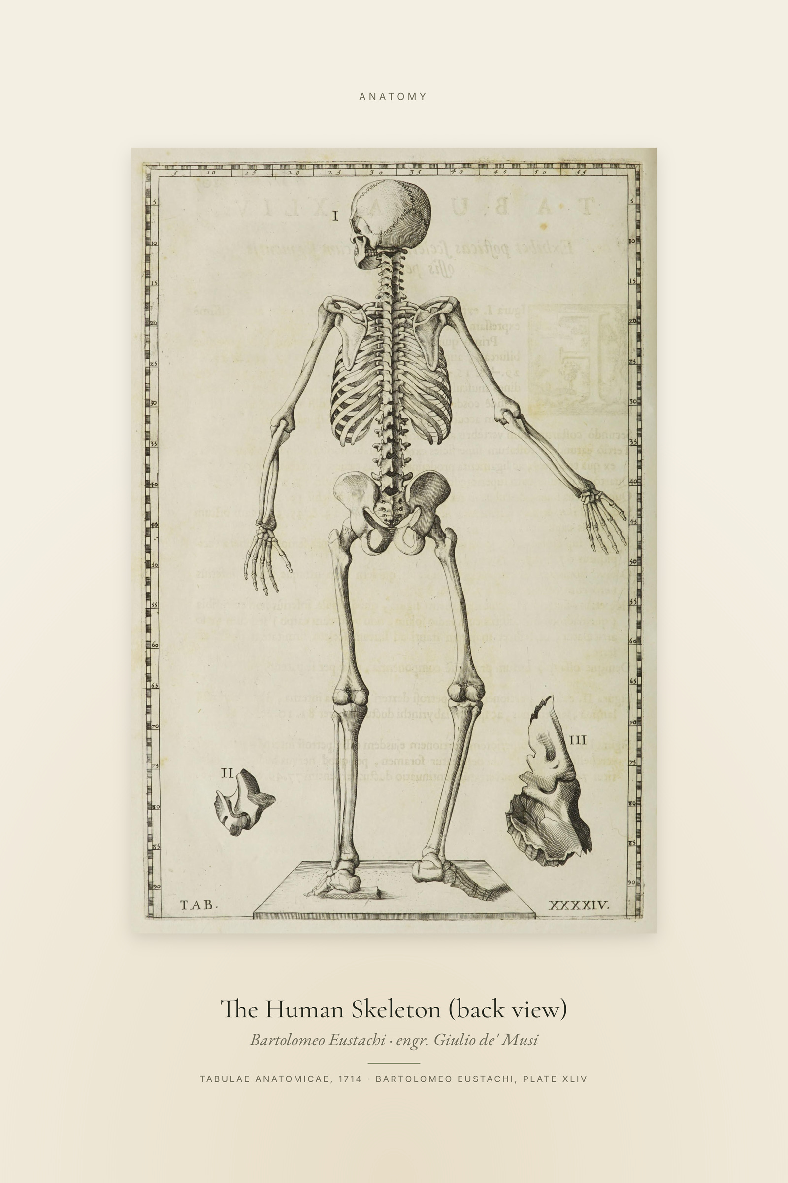 The Human Skeleton (back view) — Specimen