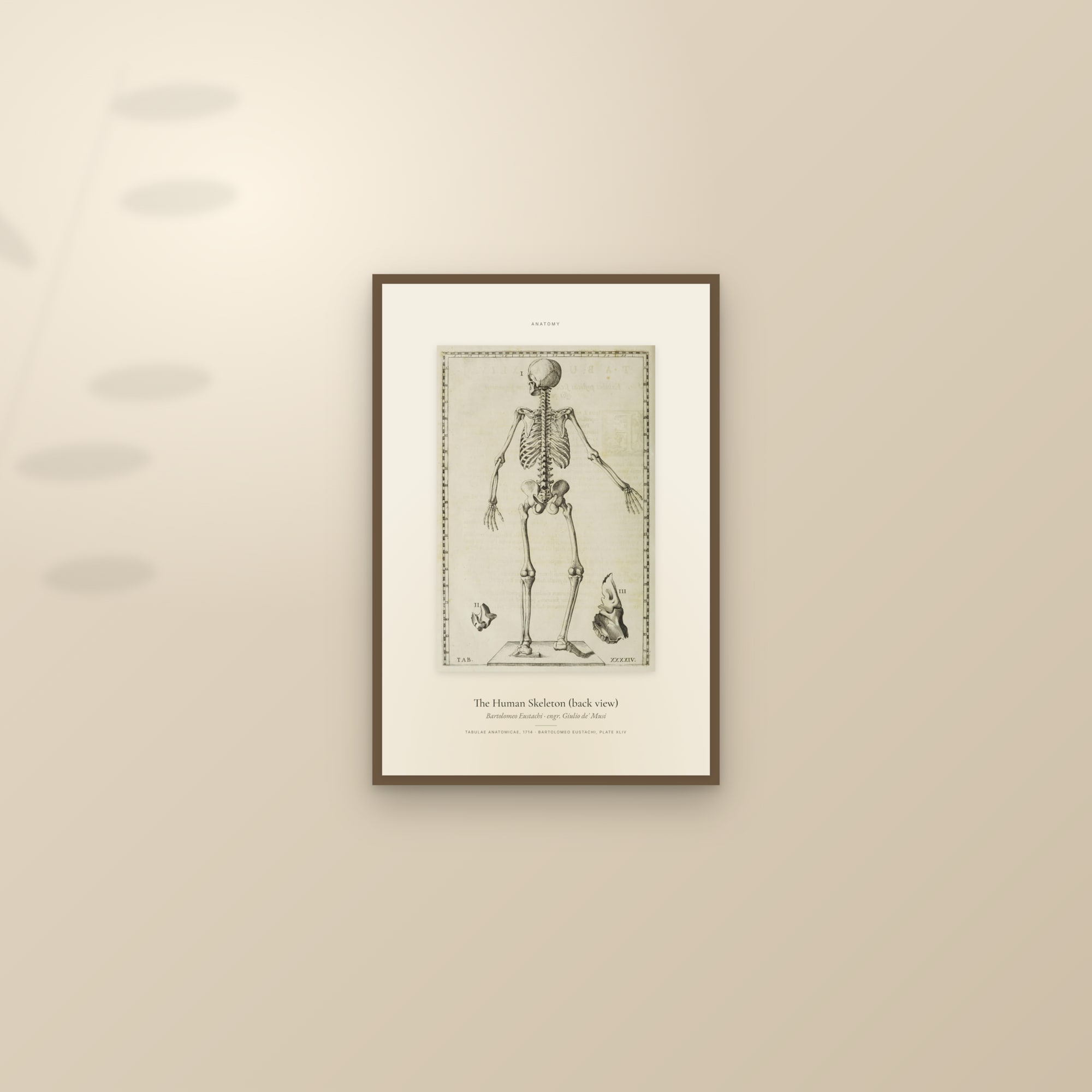 The Human Skeleton (back view) — Specimen — framed and styled on a sunlit wall