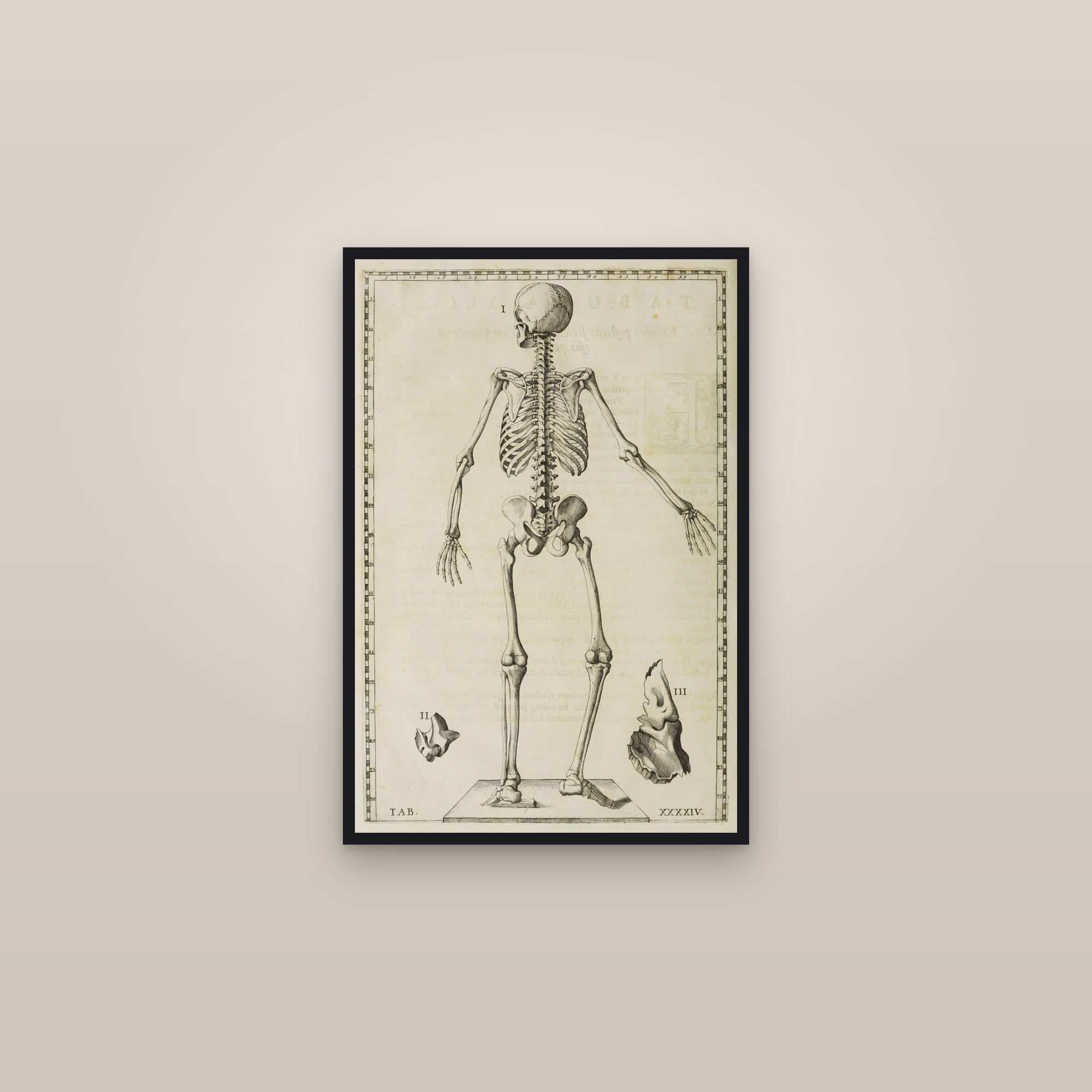 The Human Skeleton (back view) — framed in a gallery setting