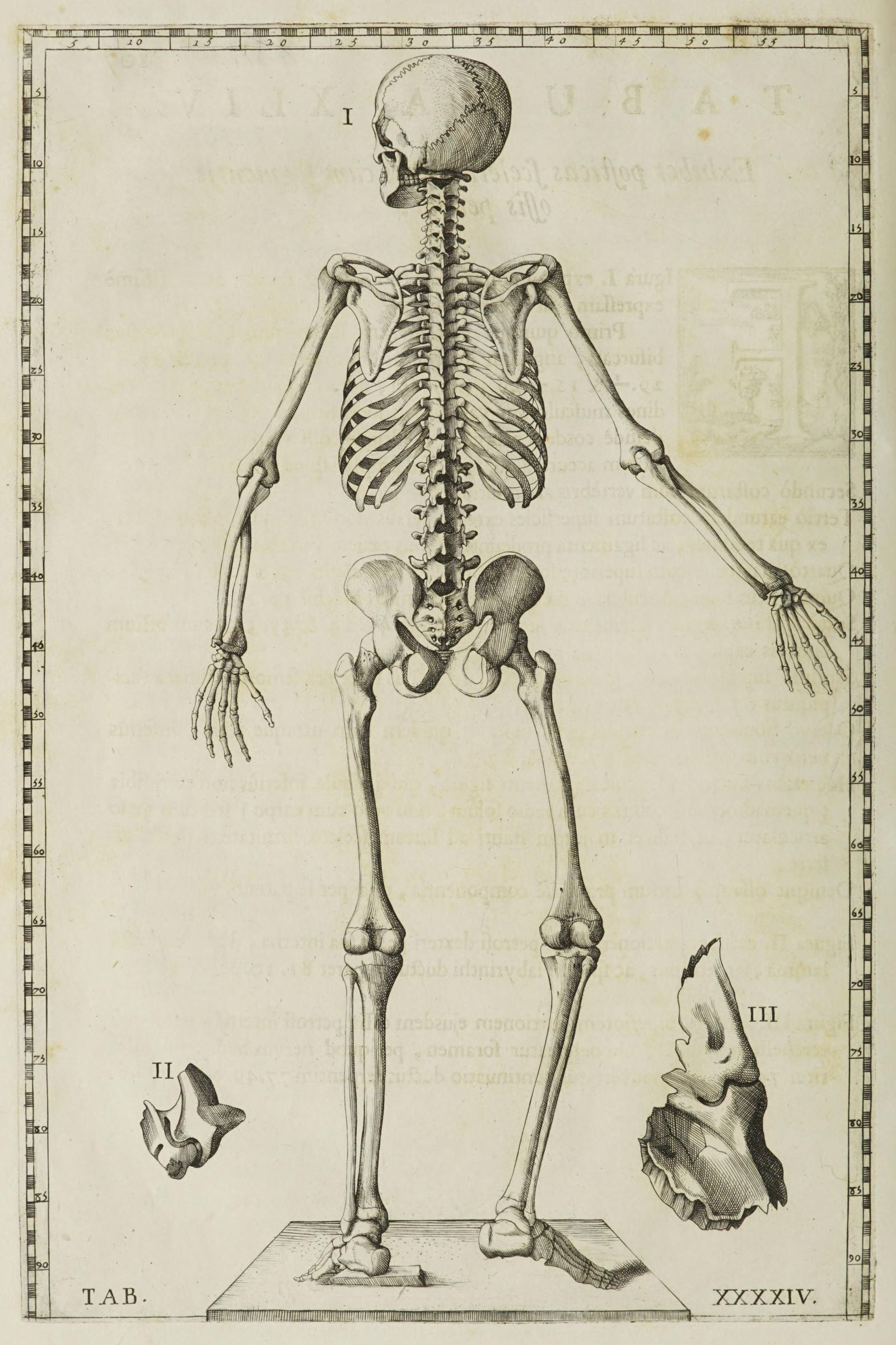 The Human Skeleton (back view)