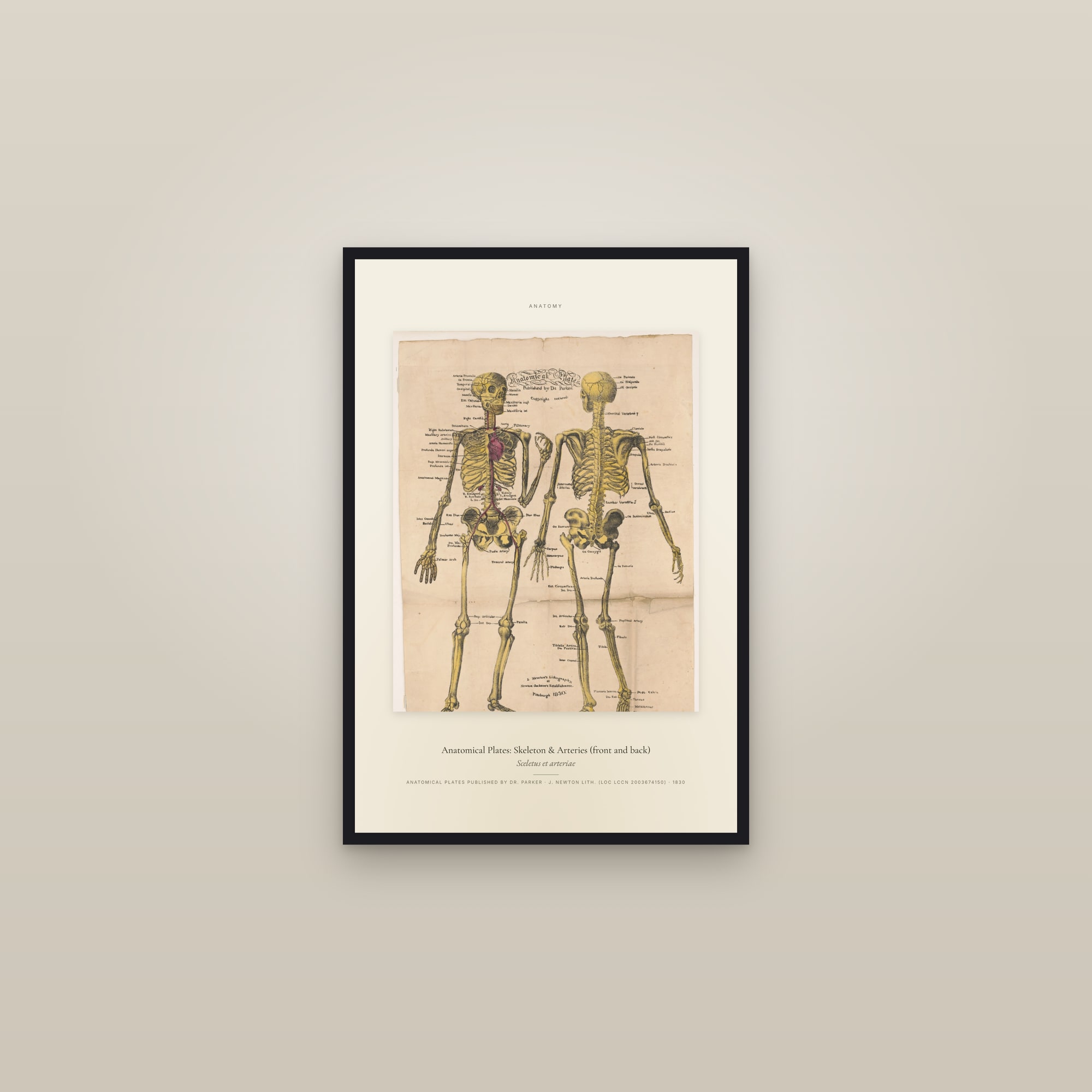 Anatomical Plates: Skeleton & Arteries (front and back) — Specimen — framed in a gallery setting
