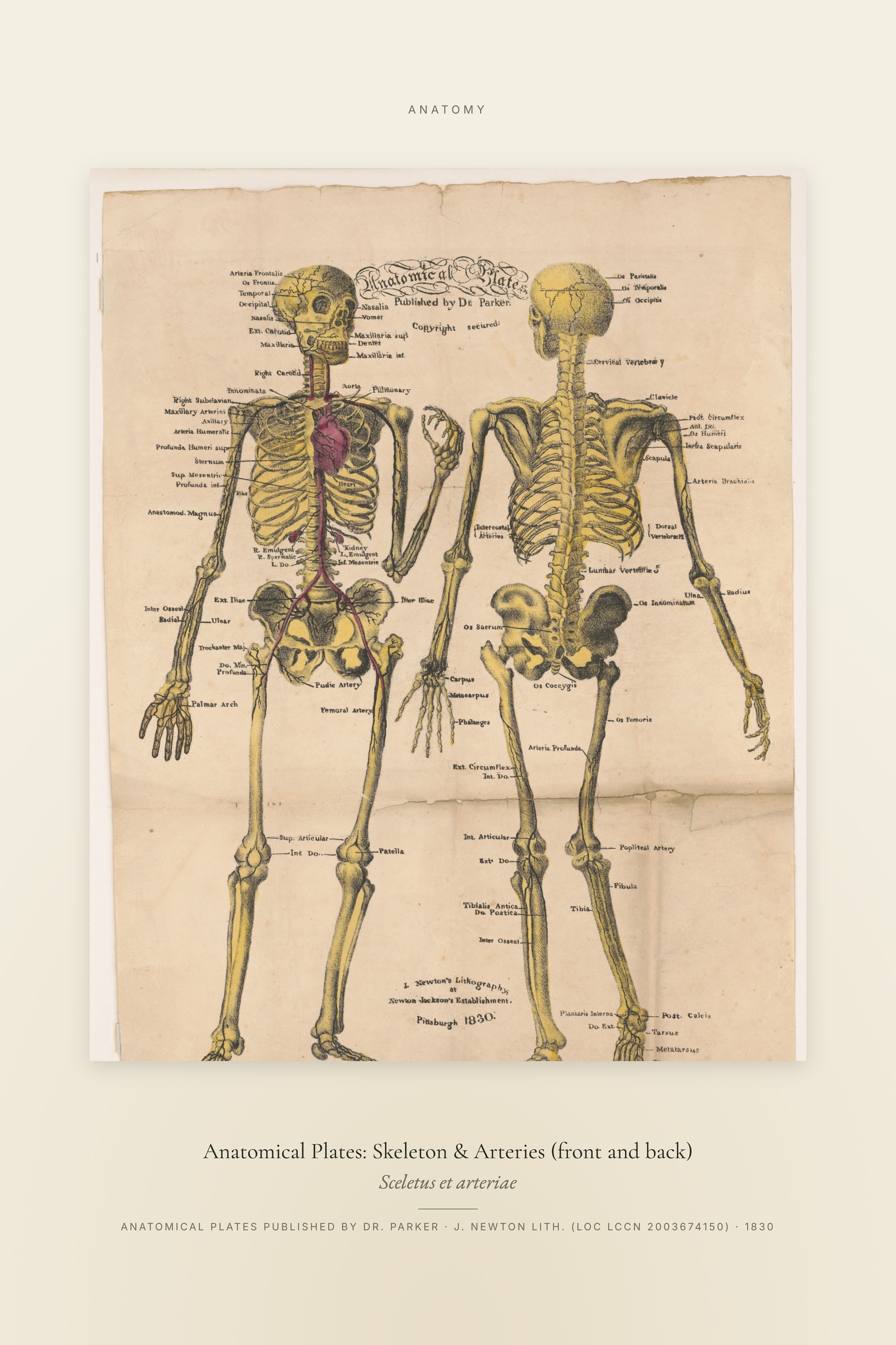 Anatomical Plates: Skeleton & Arteries (front and back) — Specimen