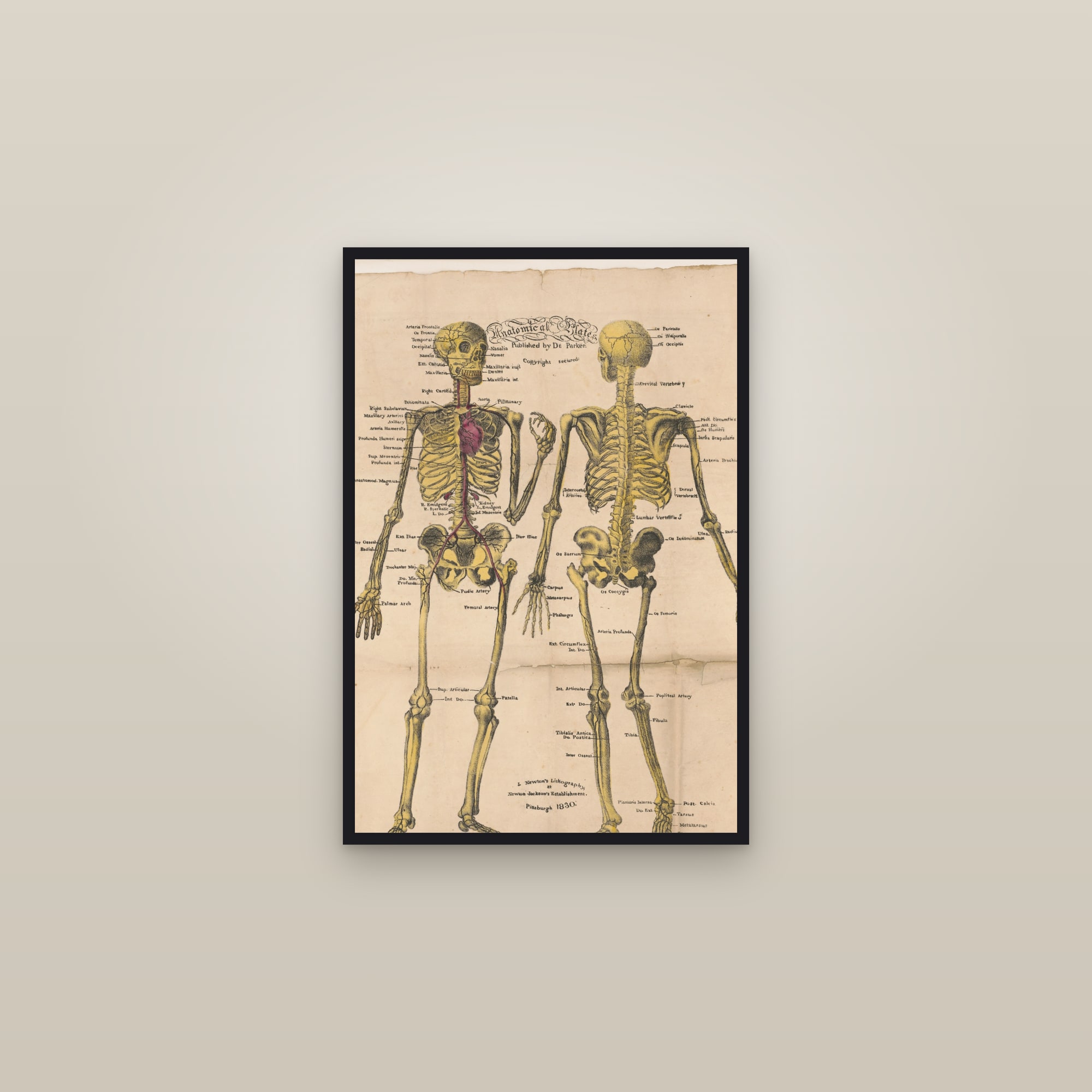 Anatomical Plates: Skeleton & Arteries (front and back) — framed in a gallery setting