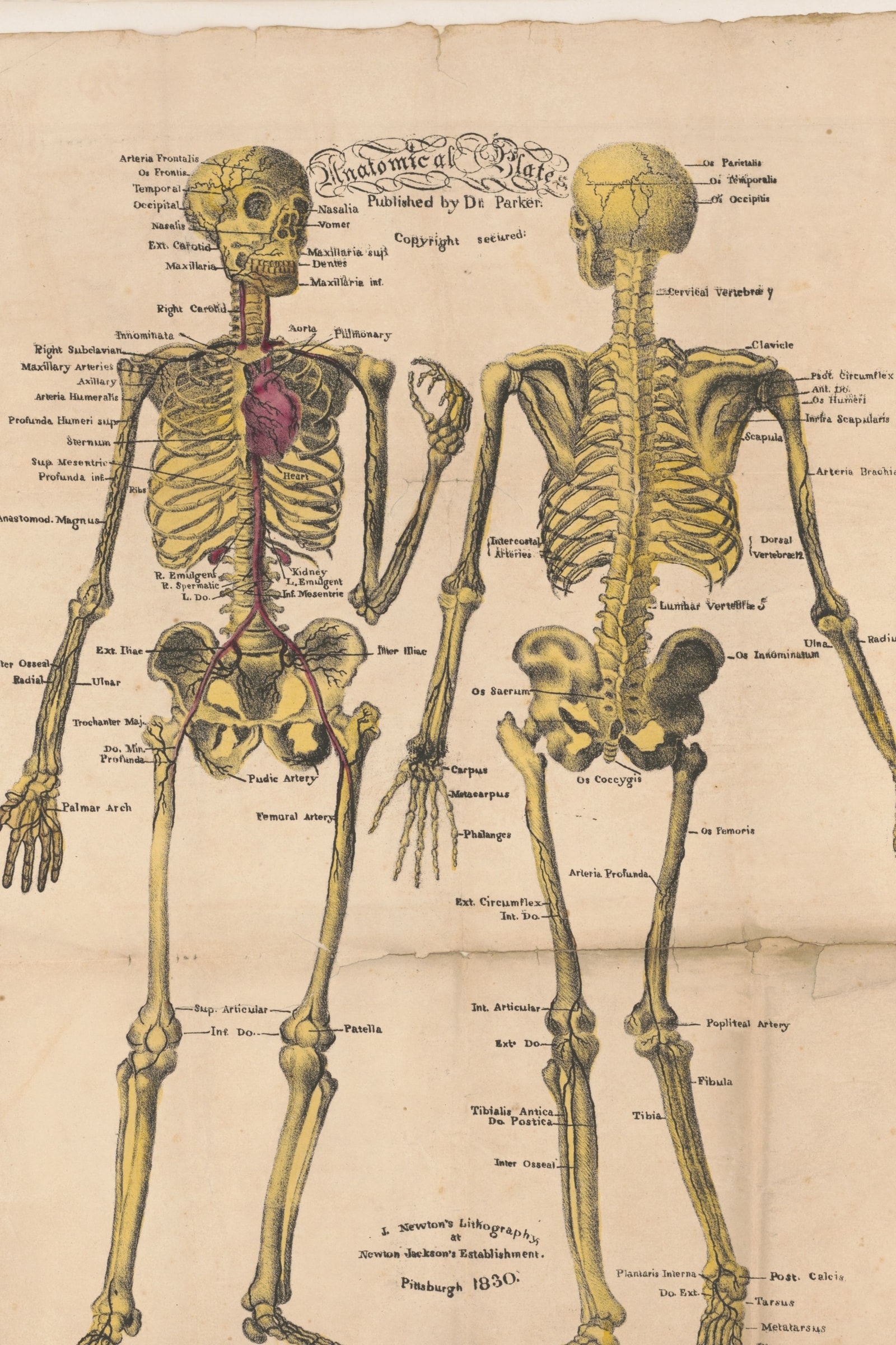 Anatomical Plates: Skeleton & Arteries (front and back)