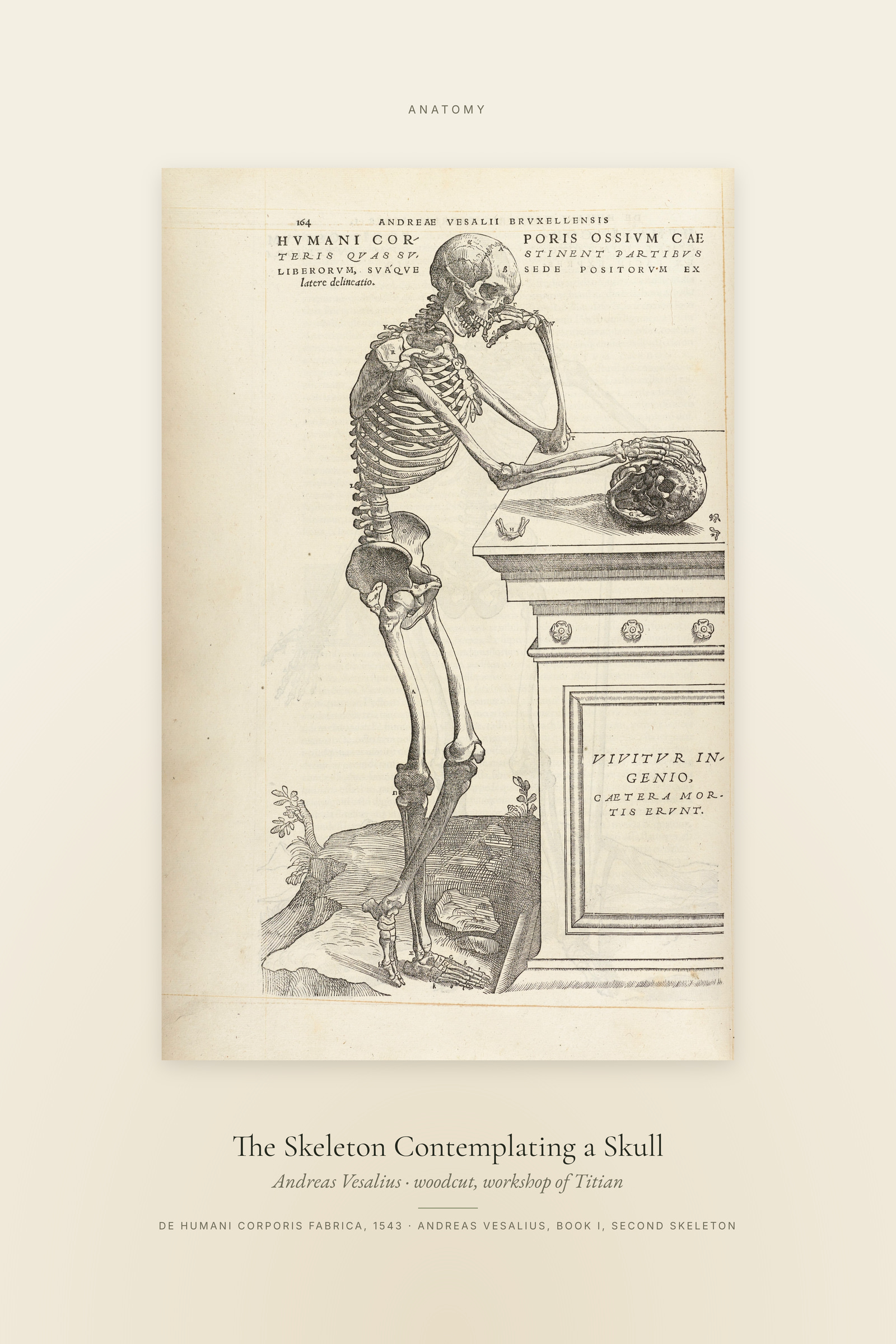 The Skeleton Contemplating a Skull — Specimen