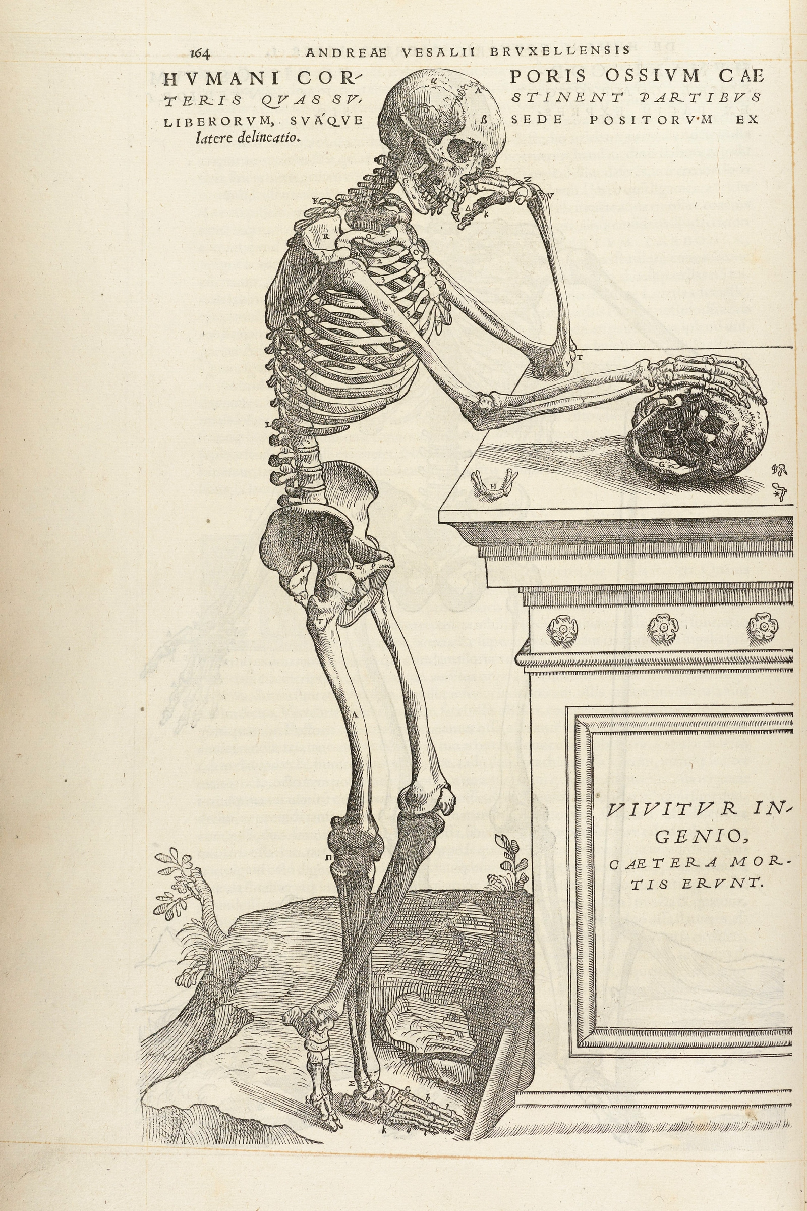 The Skeleton Contemplating a Skull
