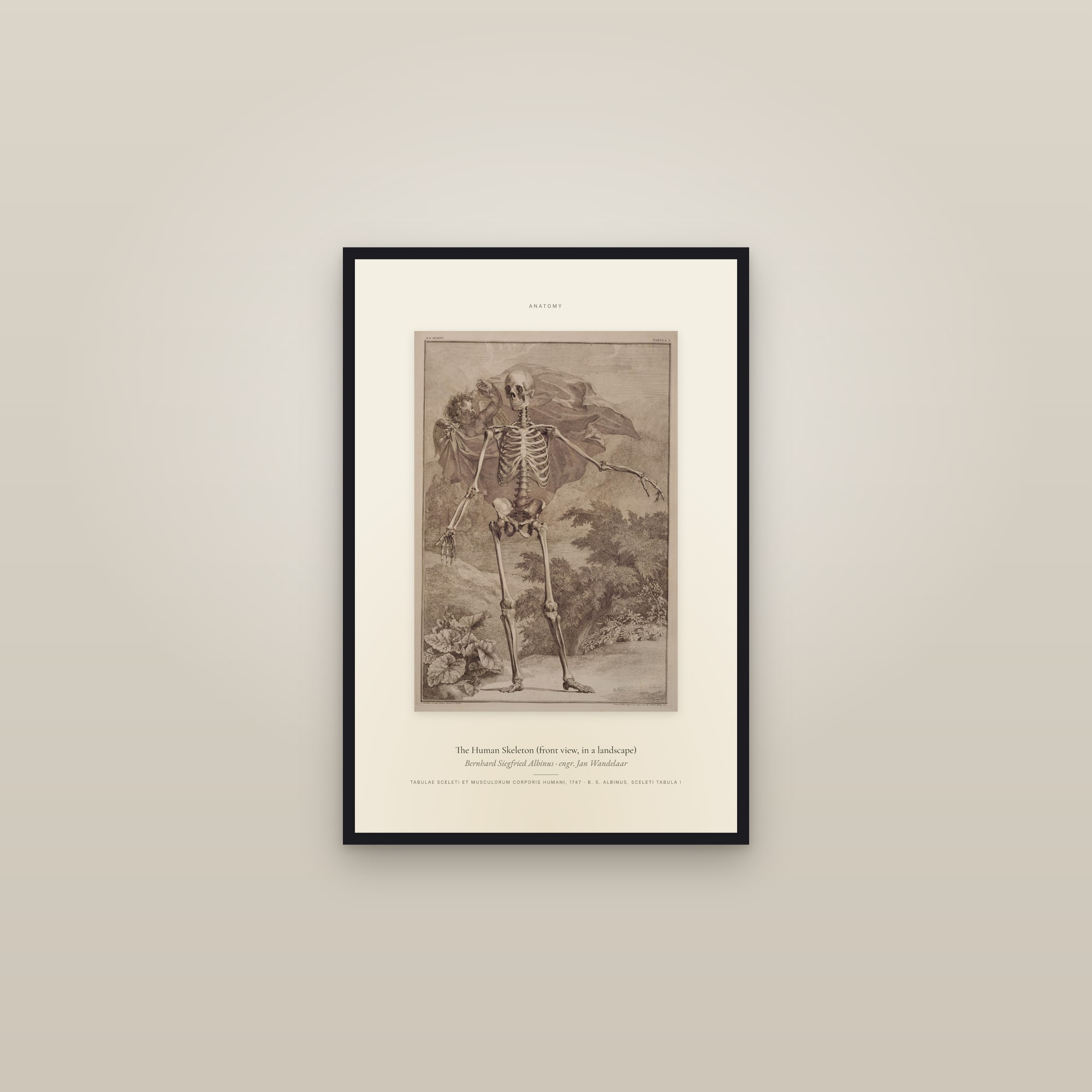 The Human Skeleton (front view, in a landscape) — Specimen — framed in a gallery setting