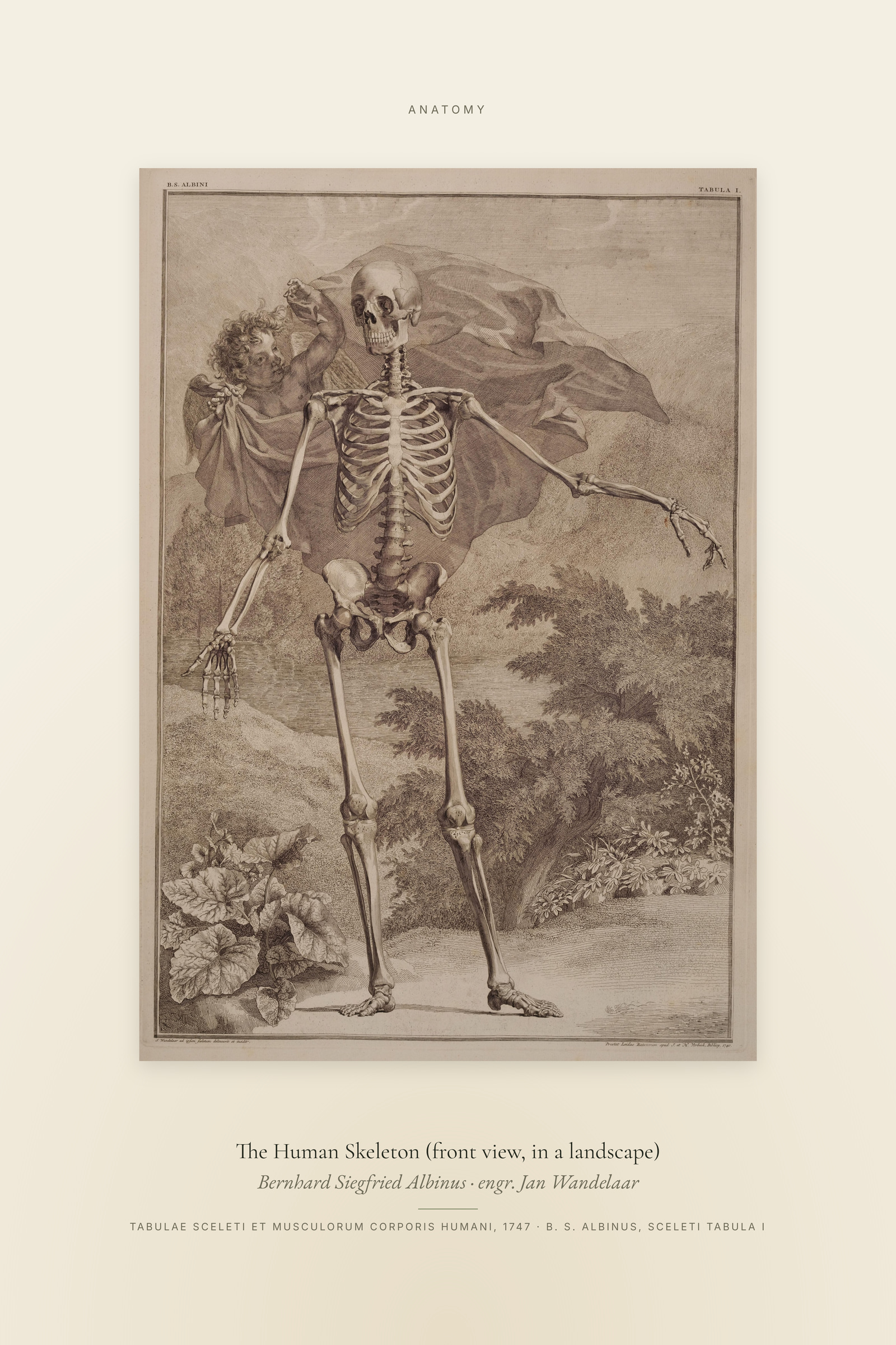 The Human Skeleton (front view, in a landscape) — Specimen