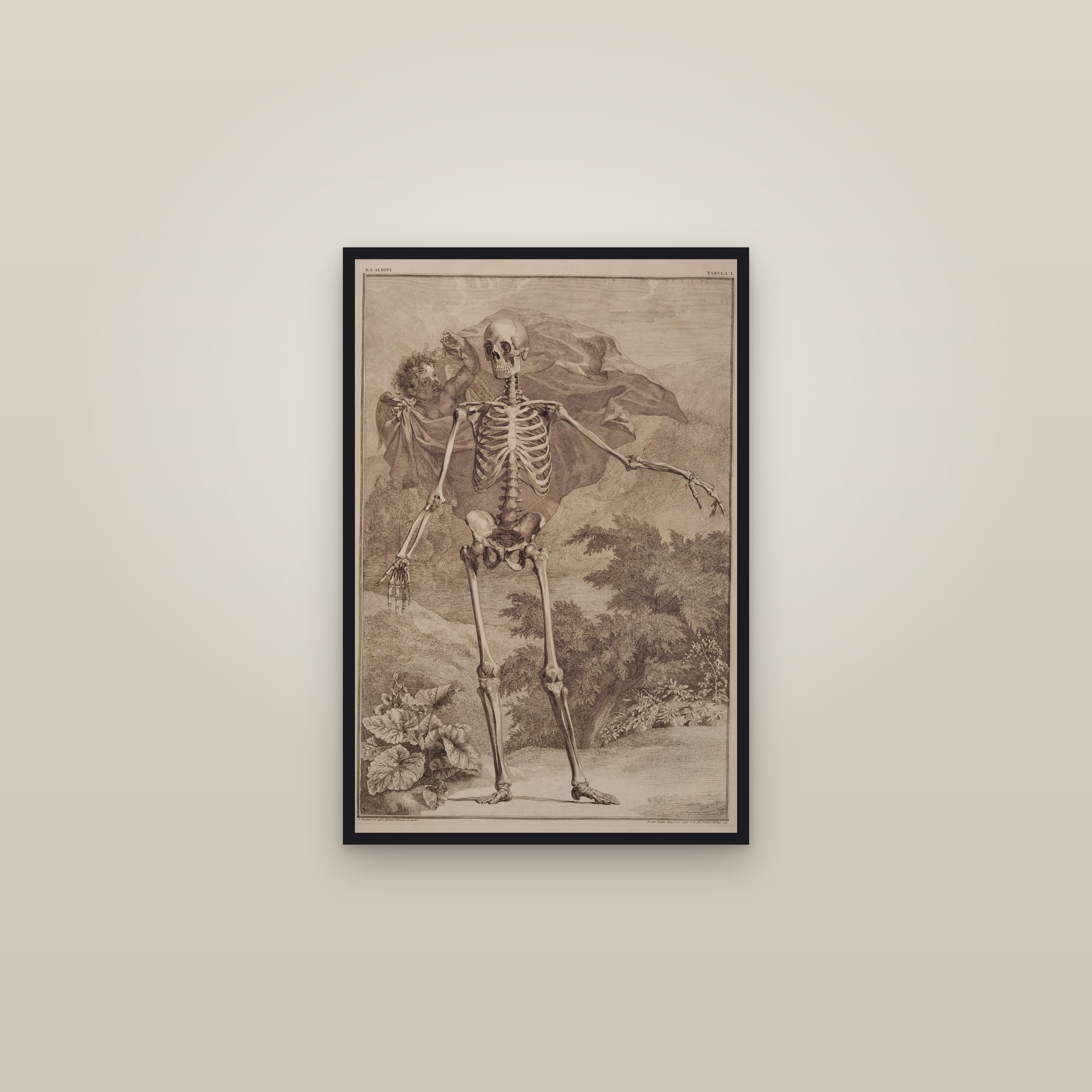 The Human Skeleton (front view, in a landscape)