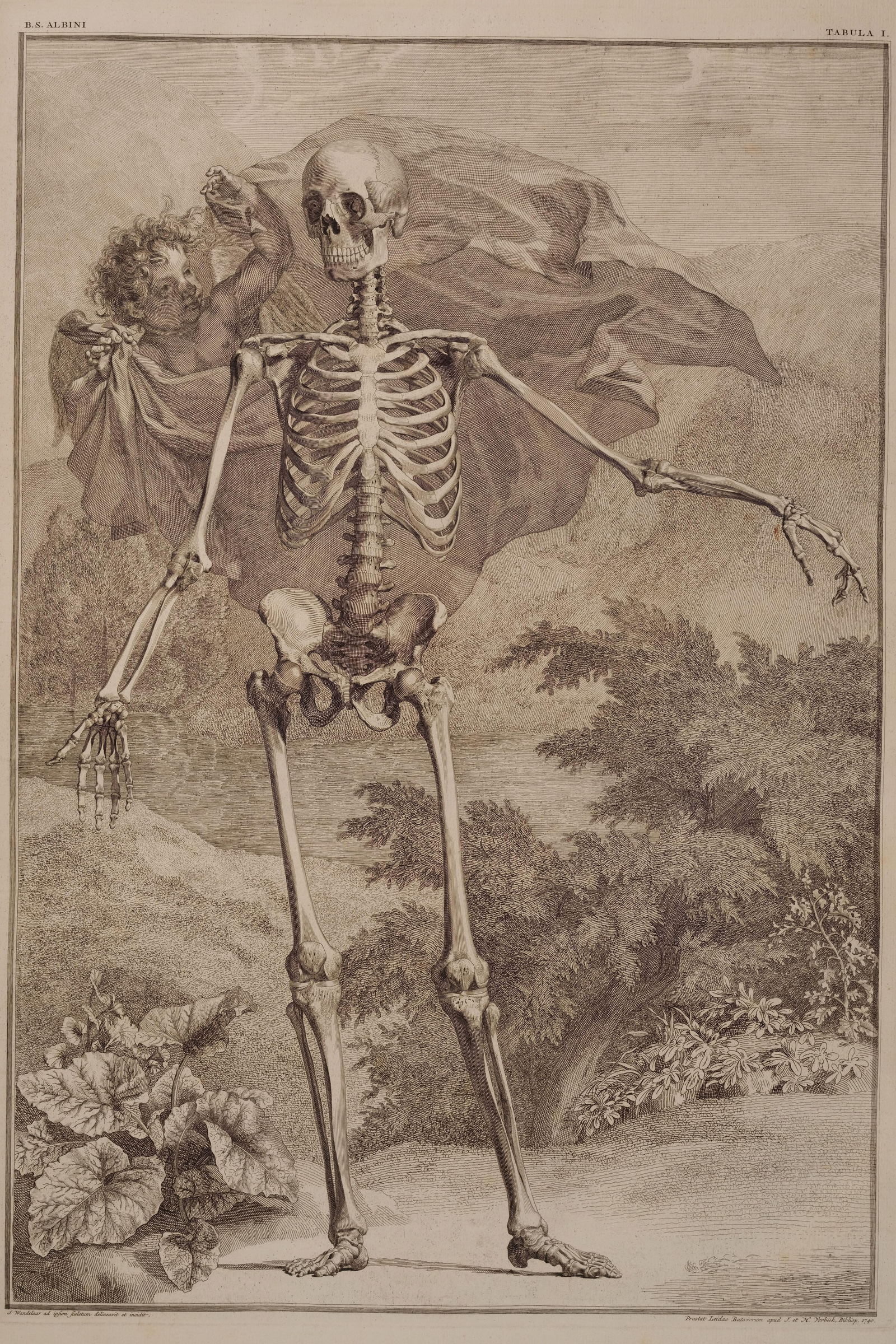 The Human Skeleton (front view, in a landscape)