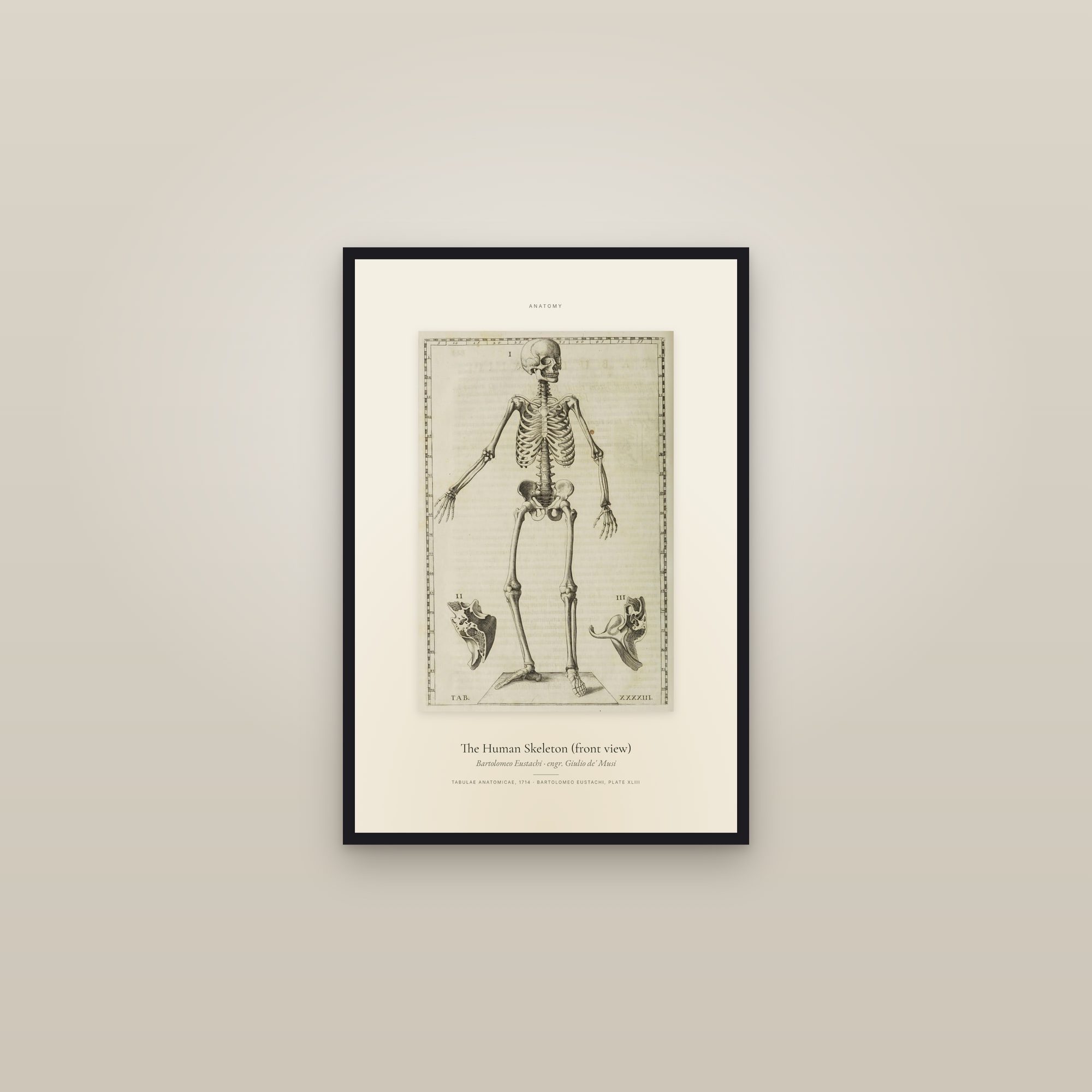 The Human Skeleton (front view) — Specimen