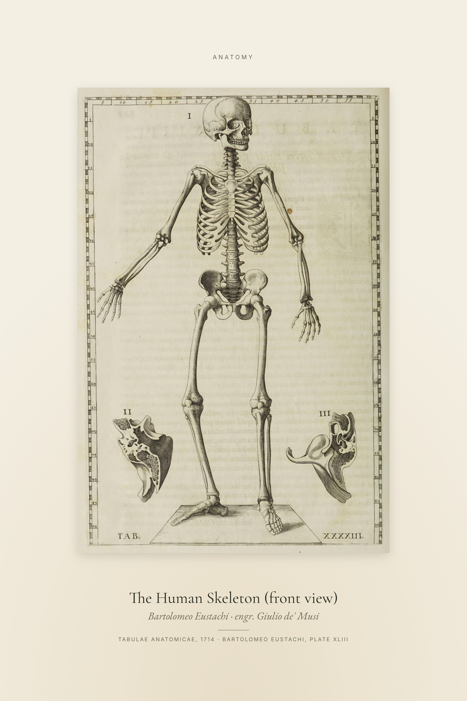 The Human Skeleton (front view) — Specimen