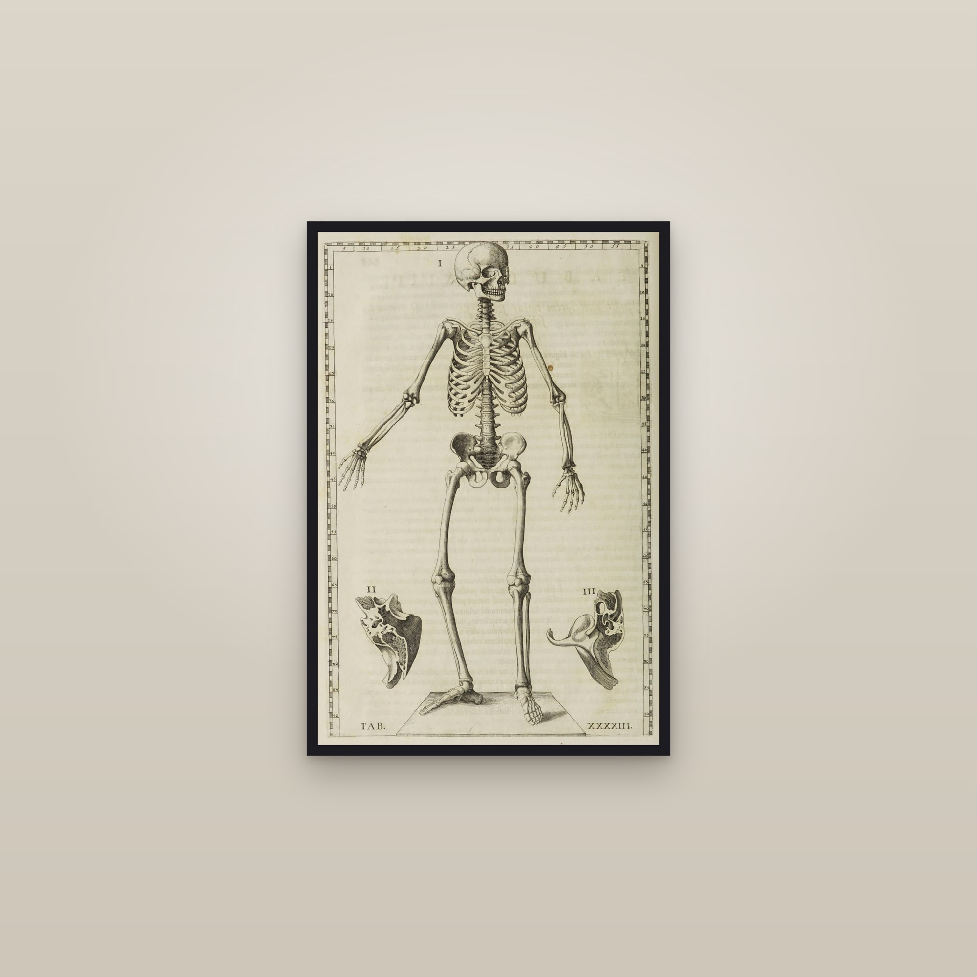 The Human Skeleton (front view) — framed in a gallery setting