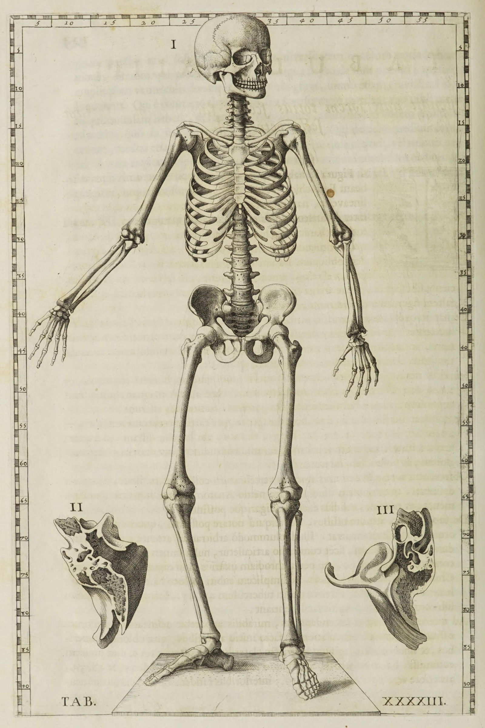 The Human Skeleton (front view)