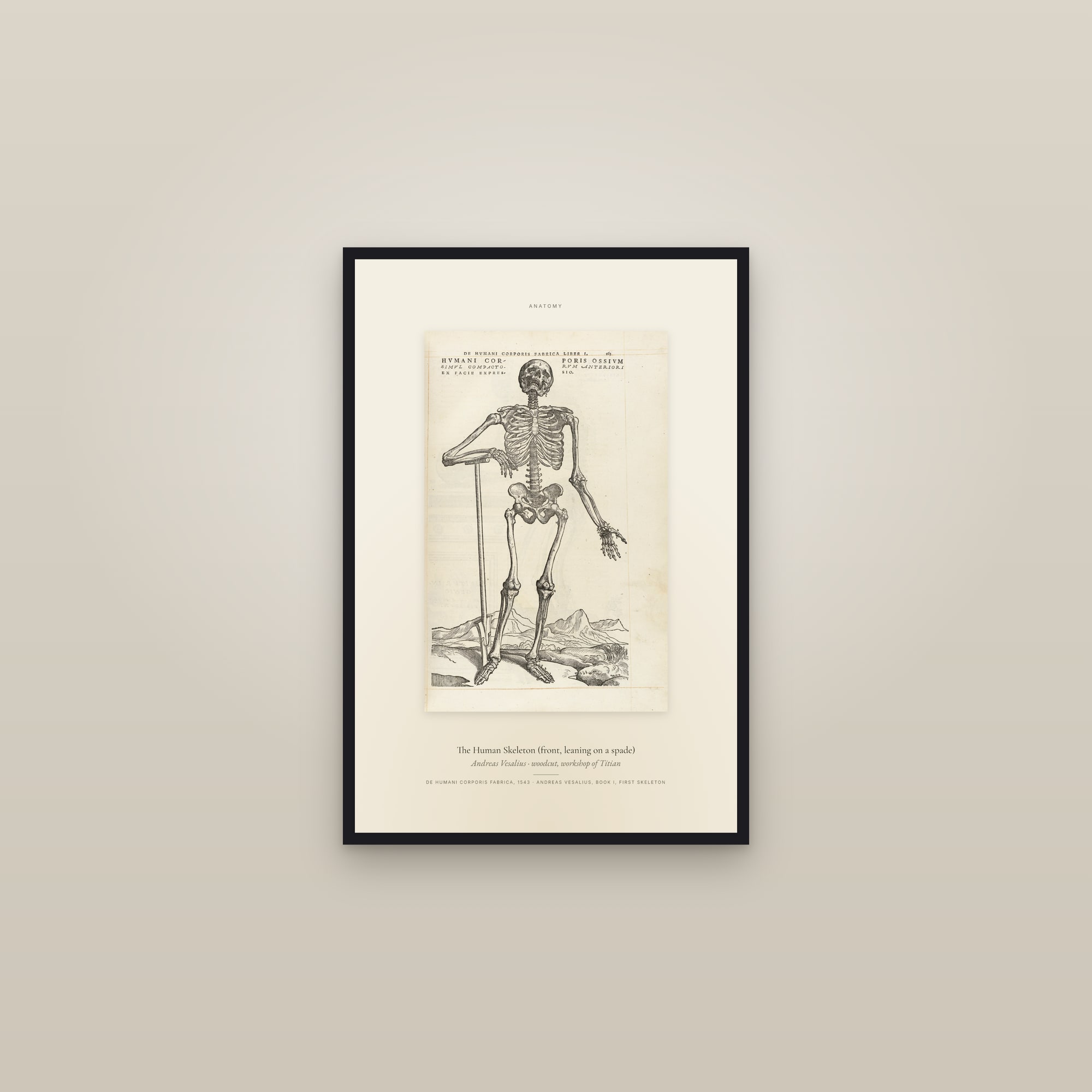 The Human Skeleton (front, leaning on a spade) — Specimen — framed in a gallery setting