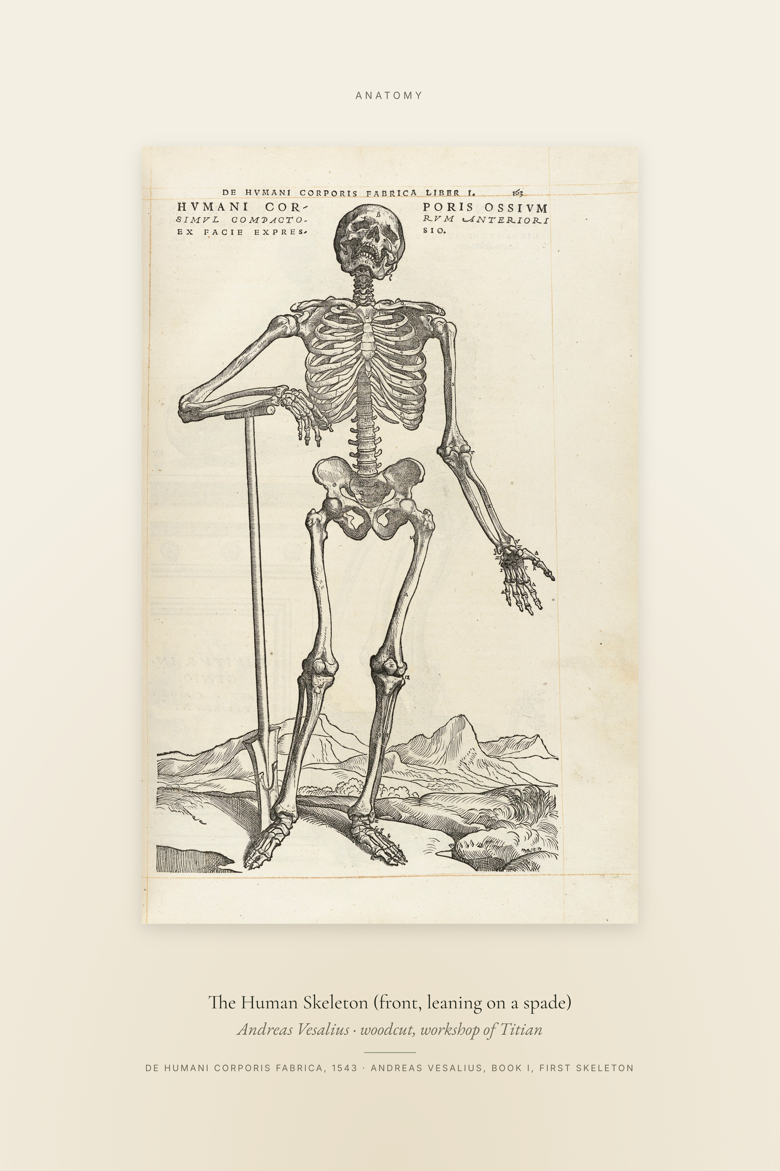 The Human Skeleton (front, leaning on a spade) — Specimen