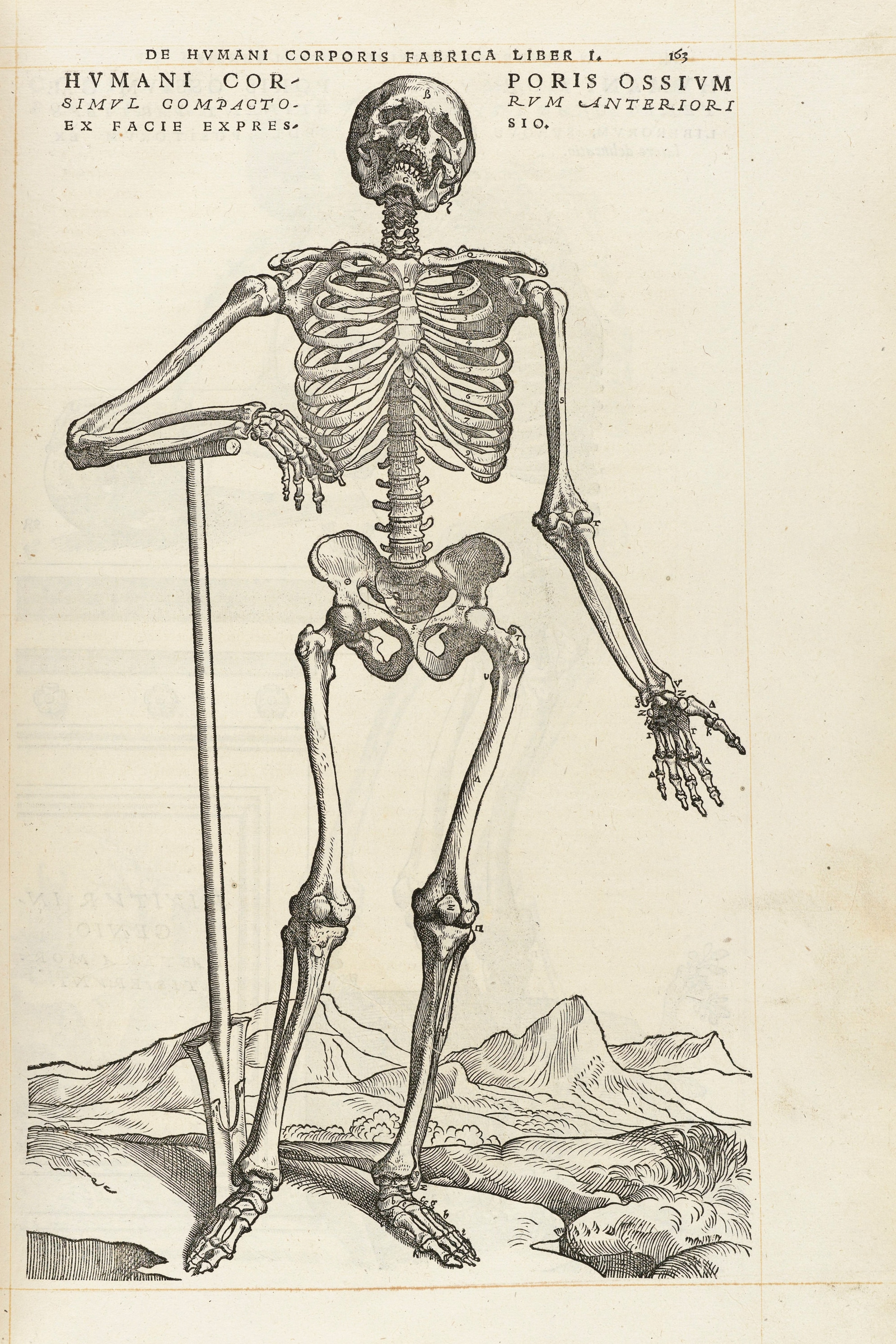 The Human Skeleton (front, leaning on a spade)