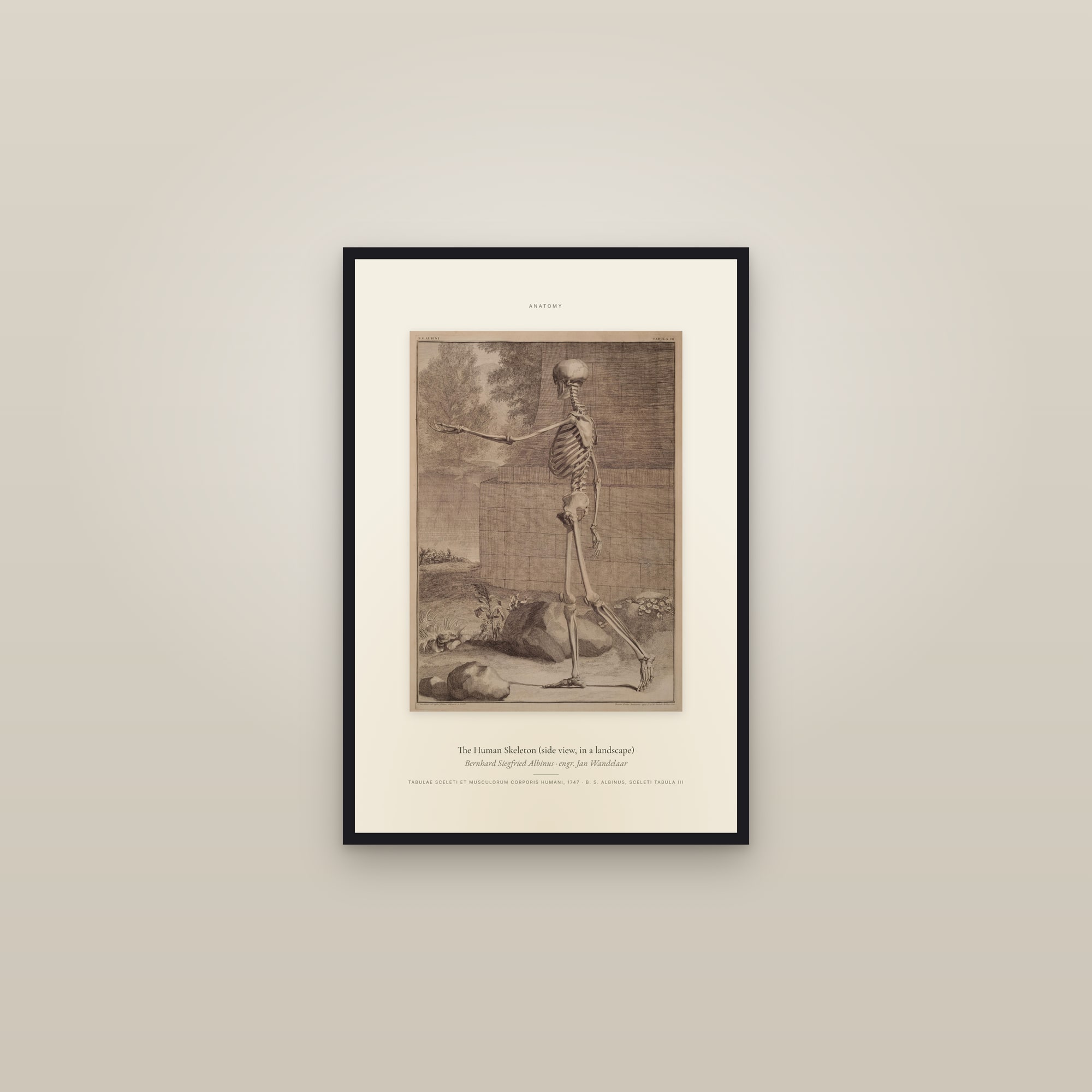 The Human Skeleton (side view, in a landscape) — Specimen — framed in a gallery setting