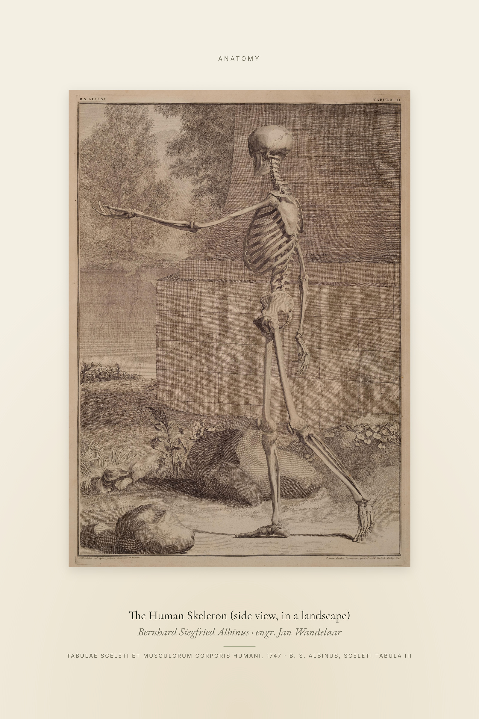 The Human Skeleton (side view, in a landscape) — Specimen