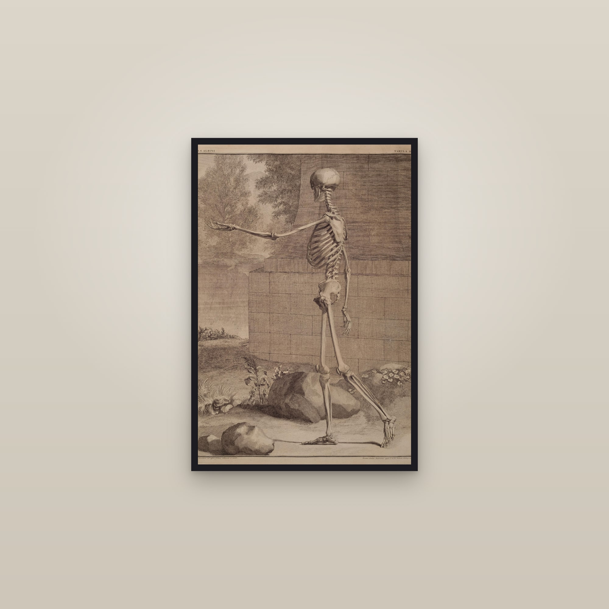The Human Skeleton (side view, in a landscape)
