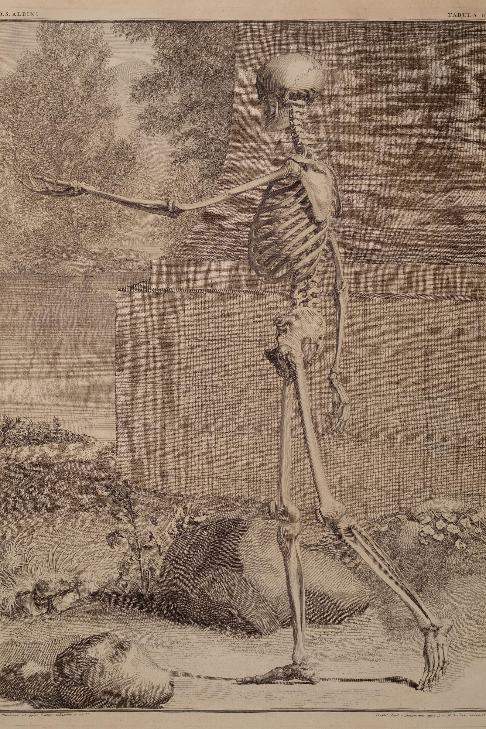 The Human Skeleton (side view, in a landscape)