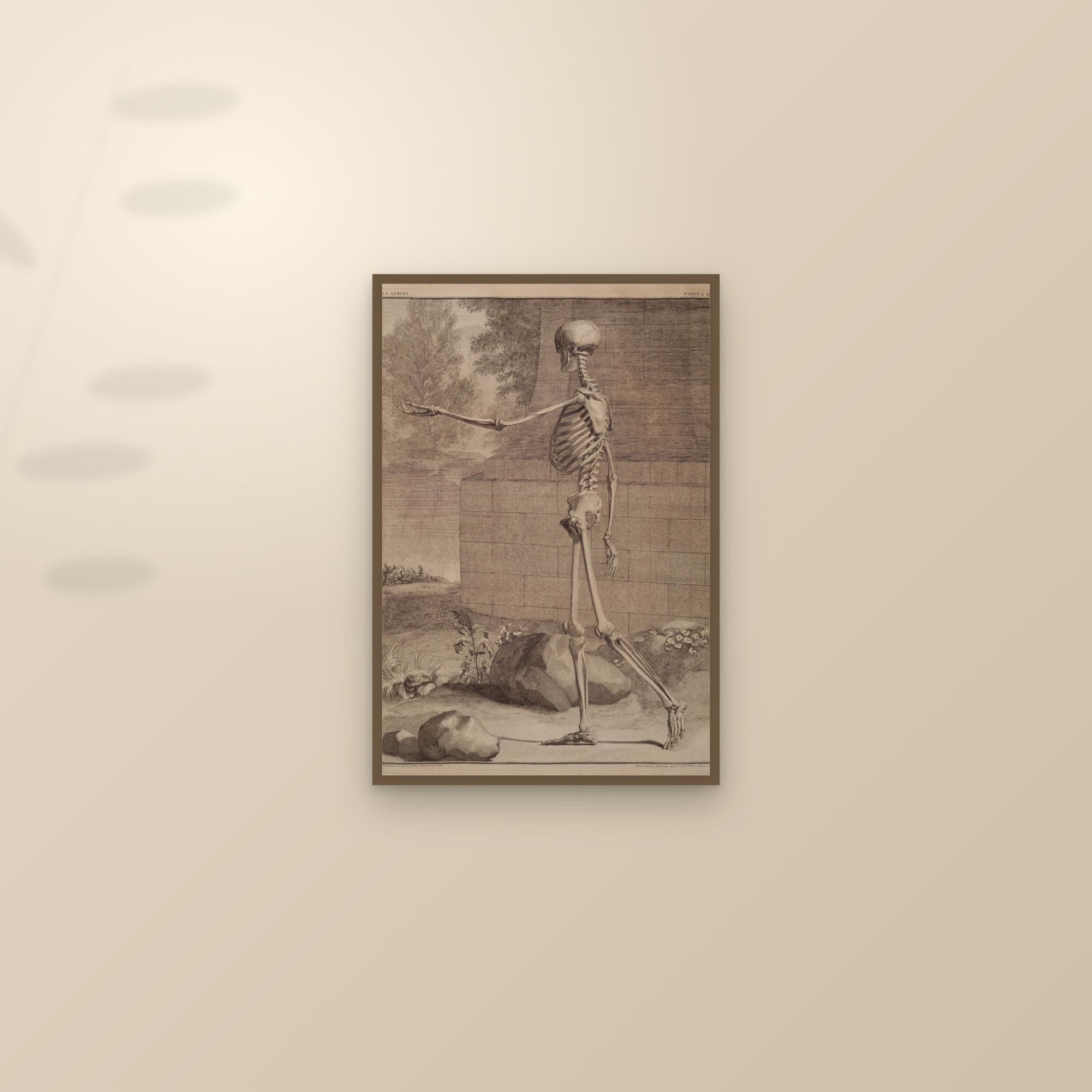 The Human Skeleton (side view, in a landscape) — framed and styled on a sunlit wall