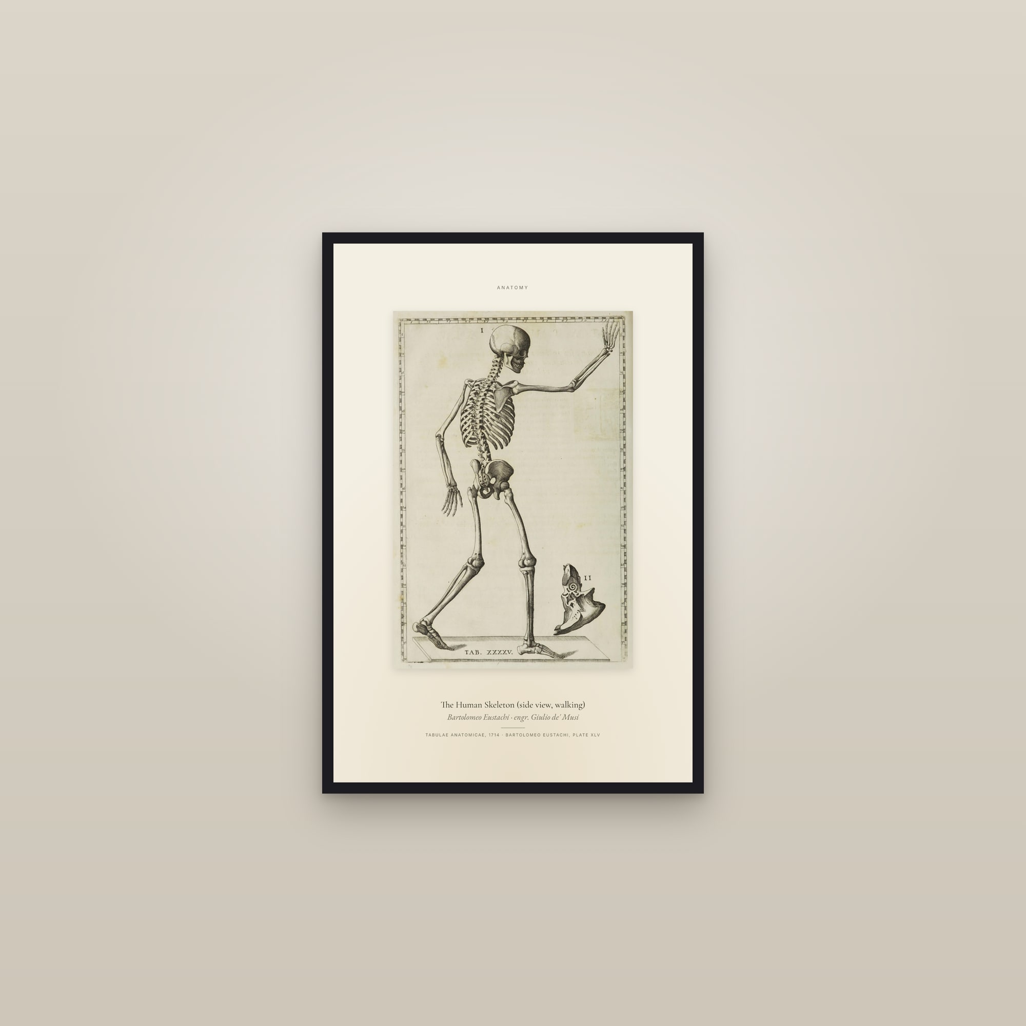 The Human Skeleton (side view, walking) — Specimen — framed in a gallery setting