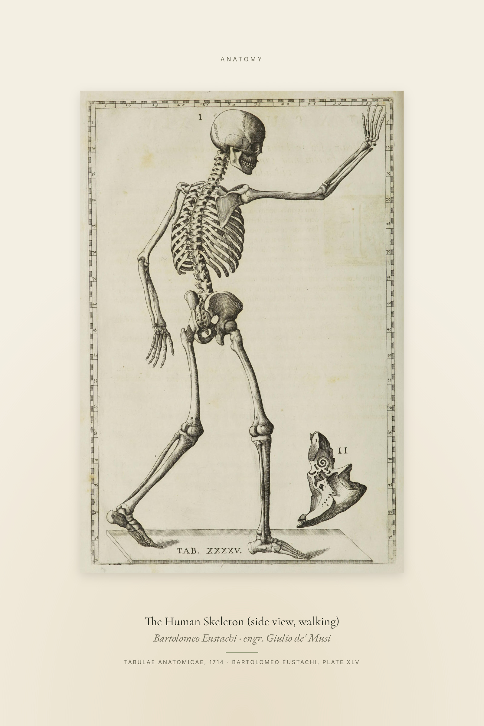 The Human Skeleton (side view, walking) — Specimen