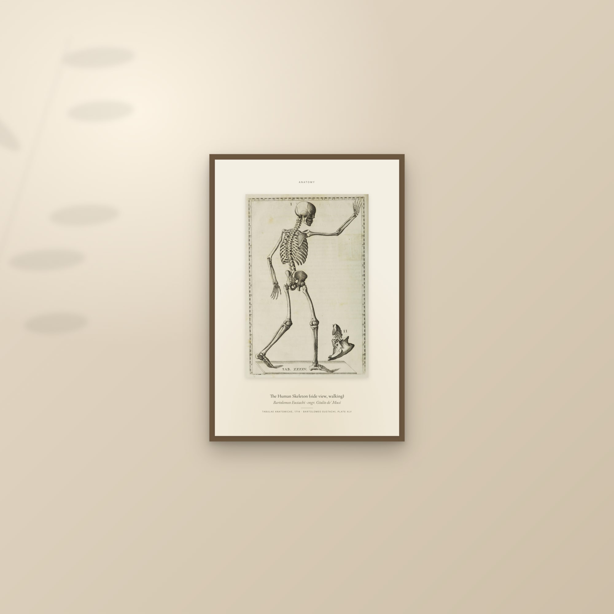 The Human Skeleton (side view, walking) — Specimen — framed and styled on a sunlit wall