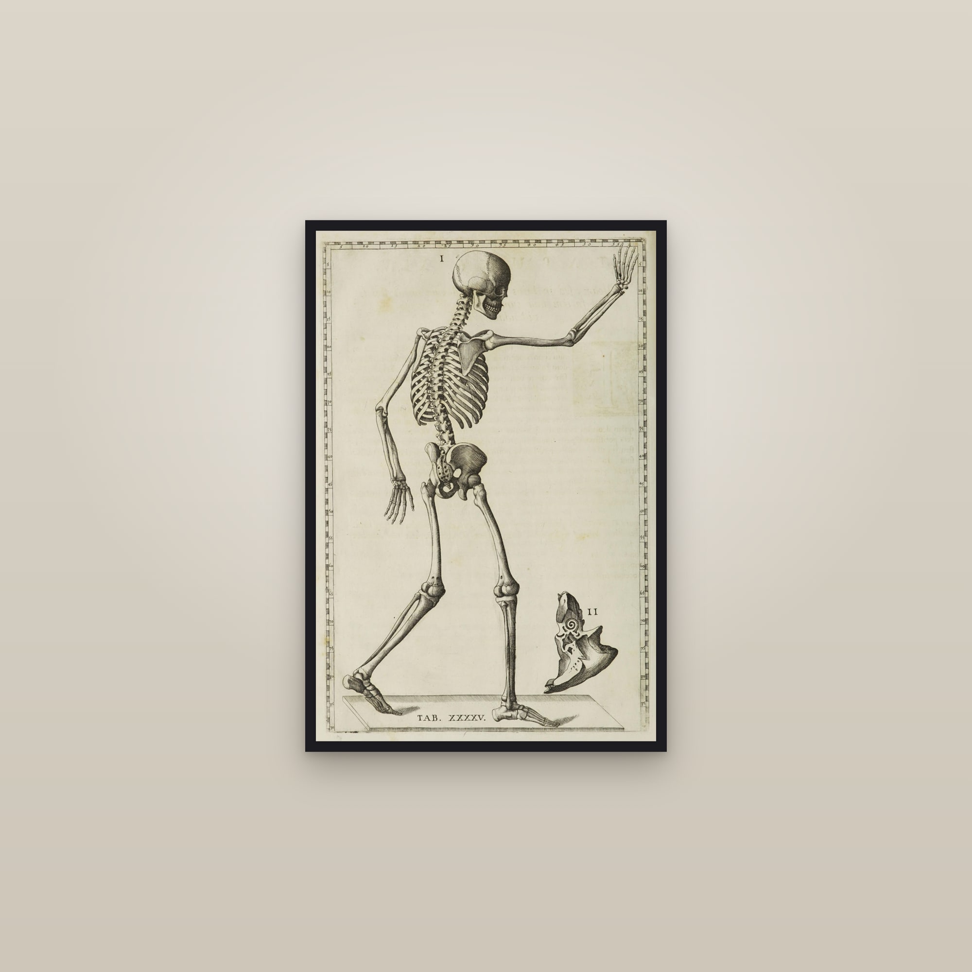 The Human Skeleton (side view, walking) — framed in a gallery setting