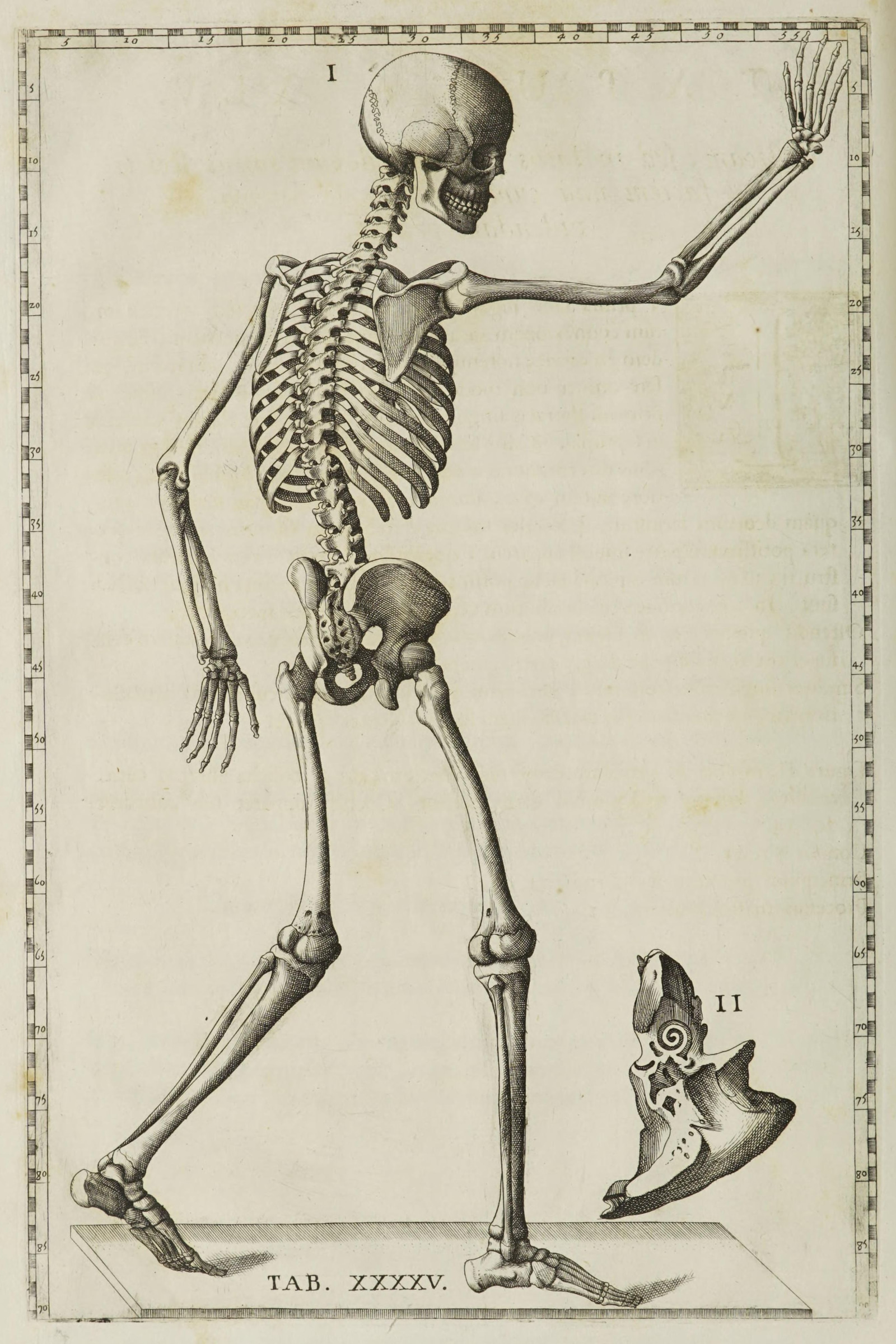 The Human Skeleton (side view, walking)