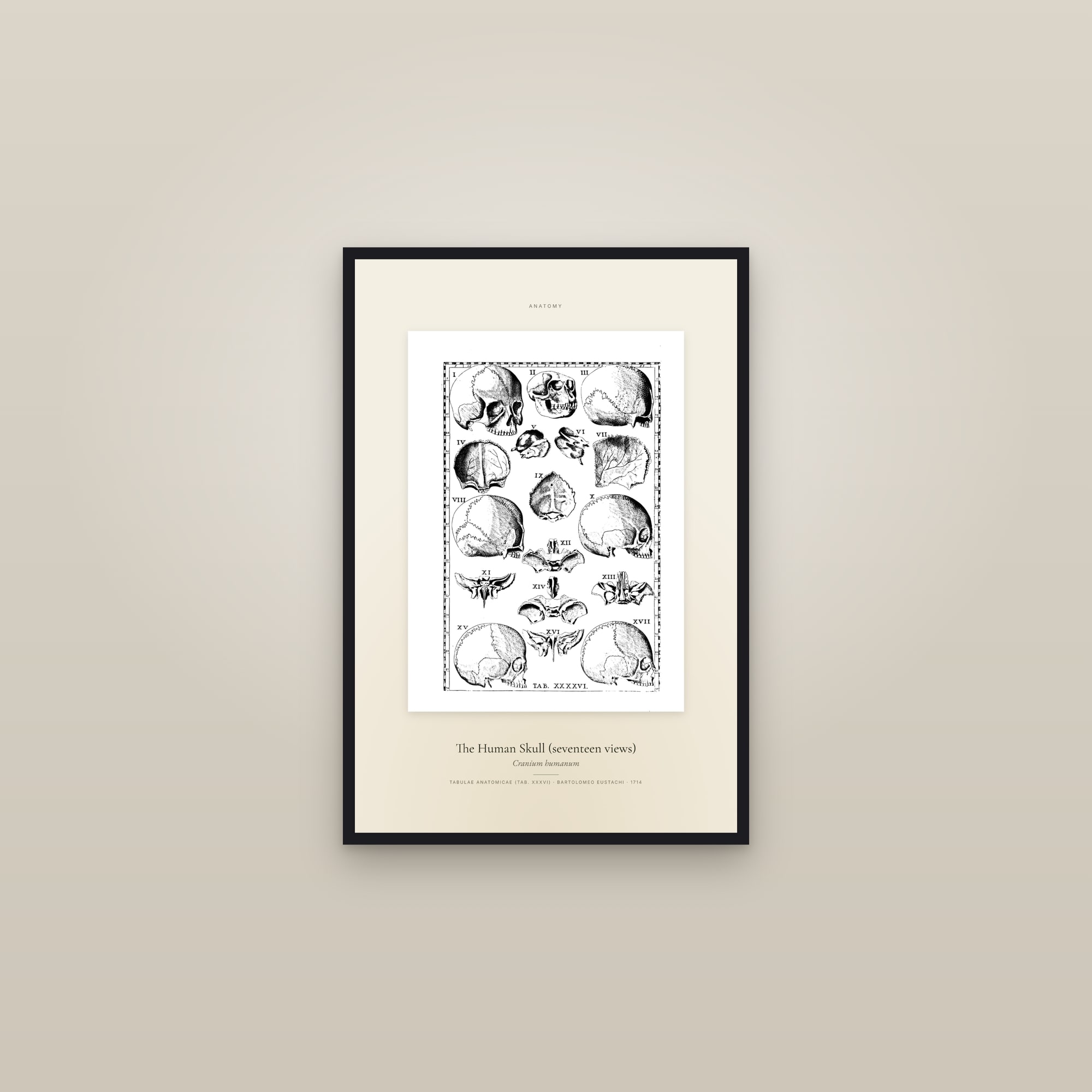 The Human Skull (seventeen views) — Specimen — framed in a gallery setting