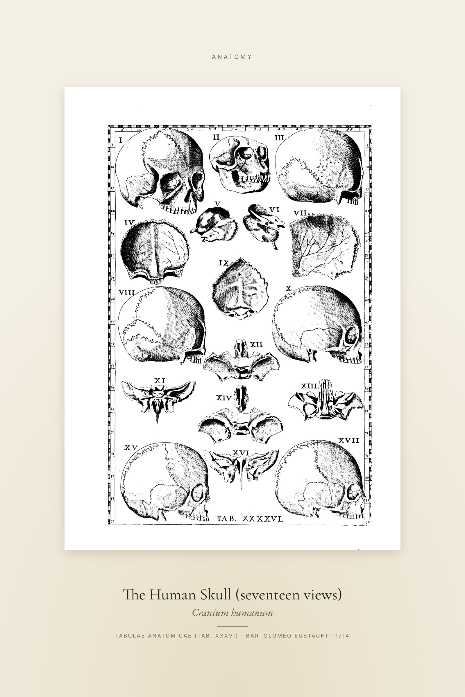 The Human Skull (seventeen views) — Specimen