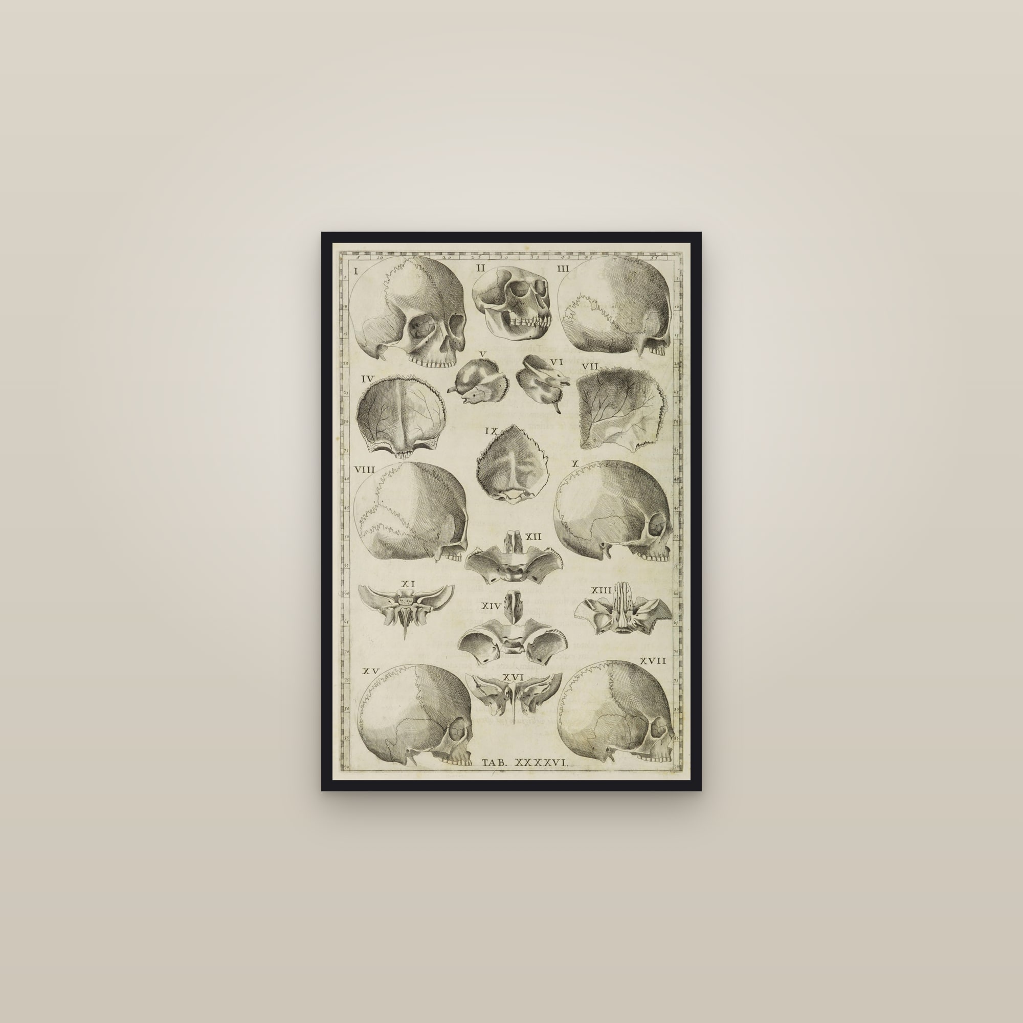 The Human Skull (seventeen views) — framed in a gallery setting
