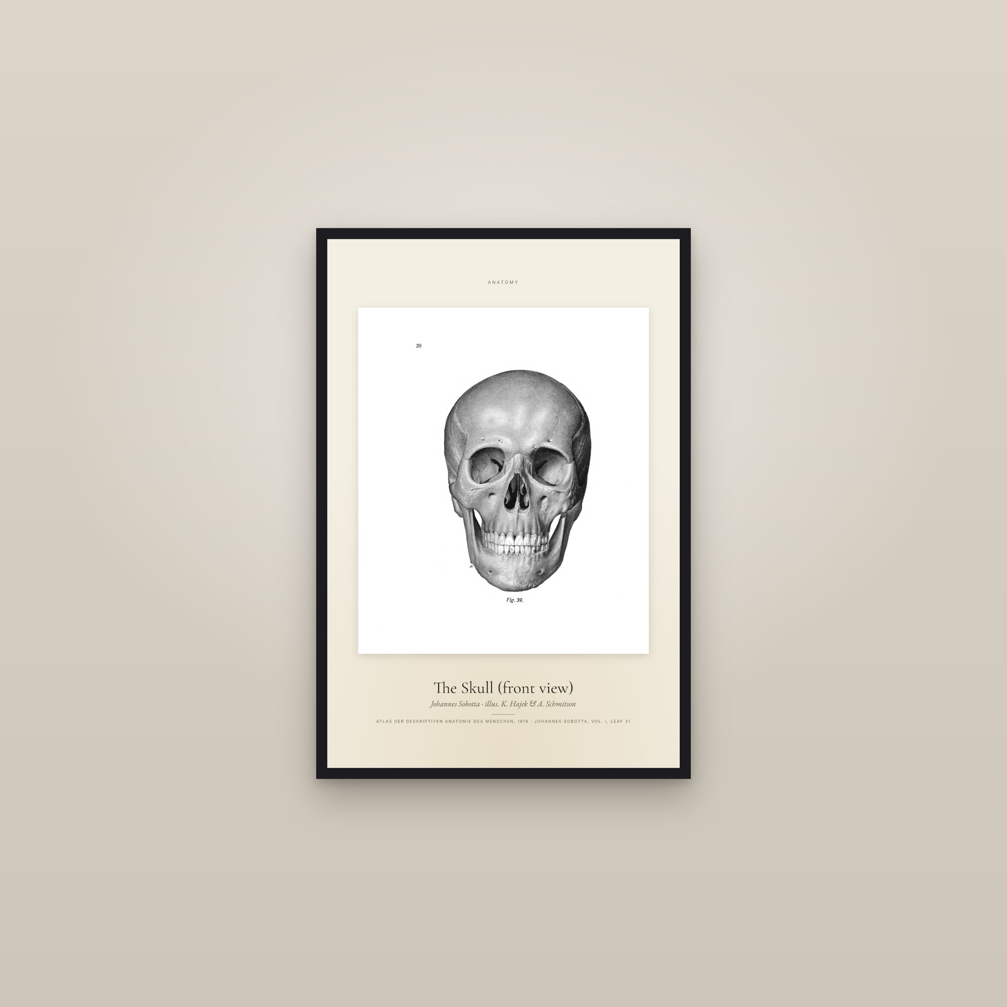 The Skull (front view) — Specimen — framed in a gallery setting