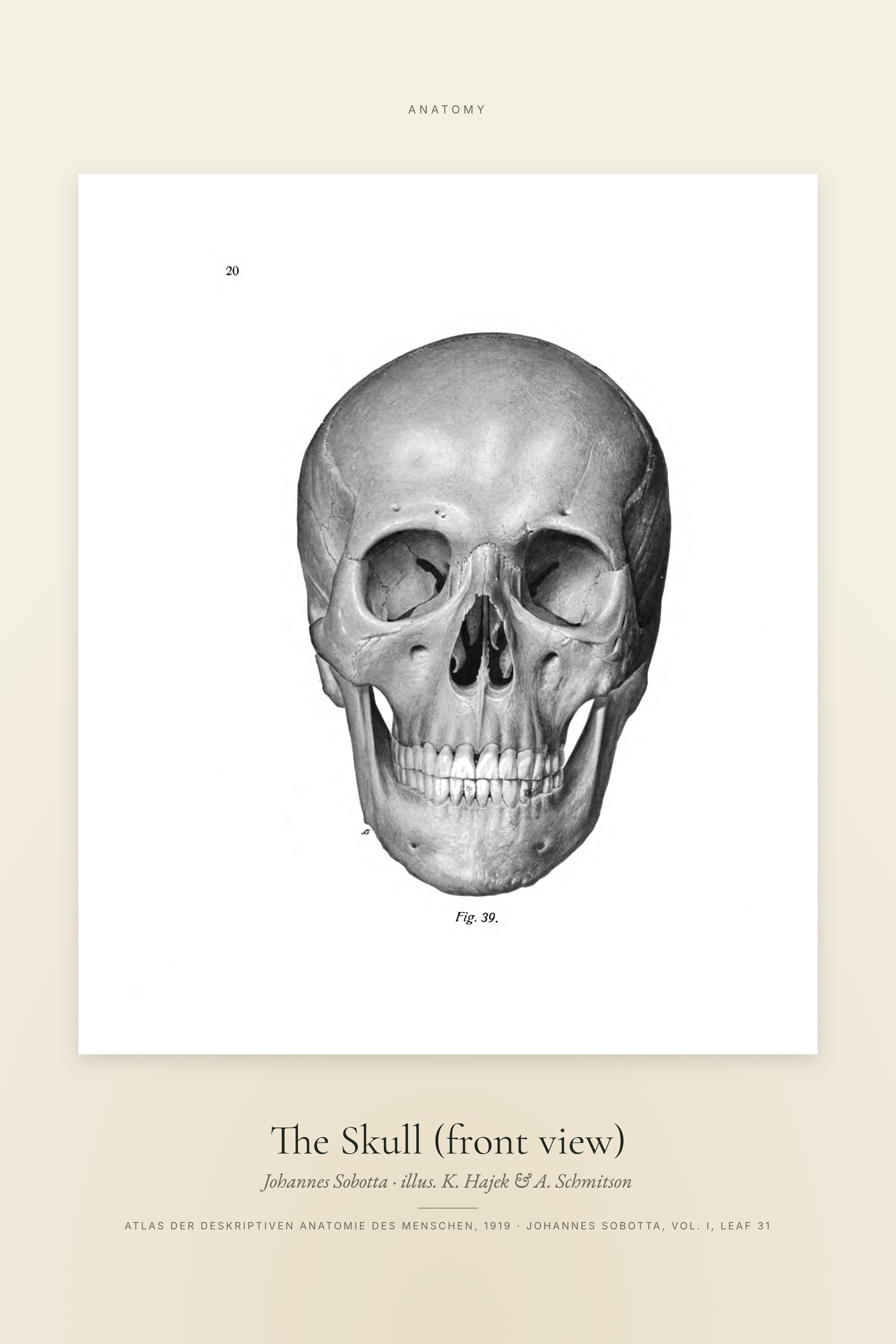 The Skull (front view) — Specimen