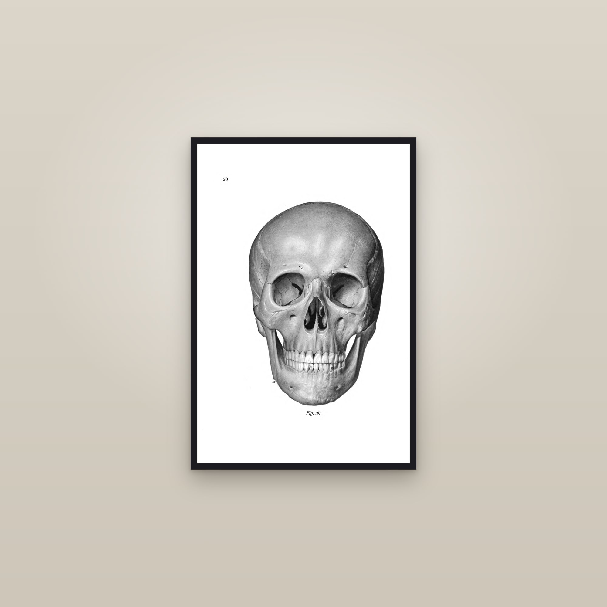 The Skull (front view) — framed in a gallery setting