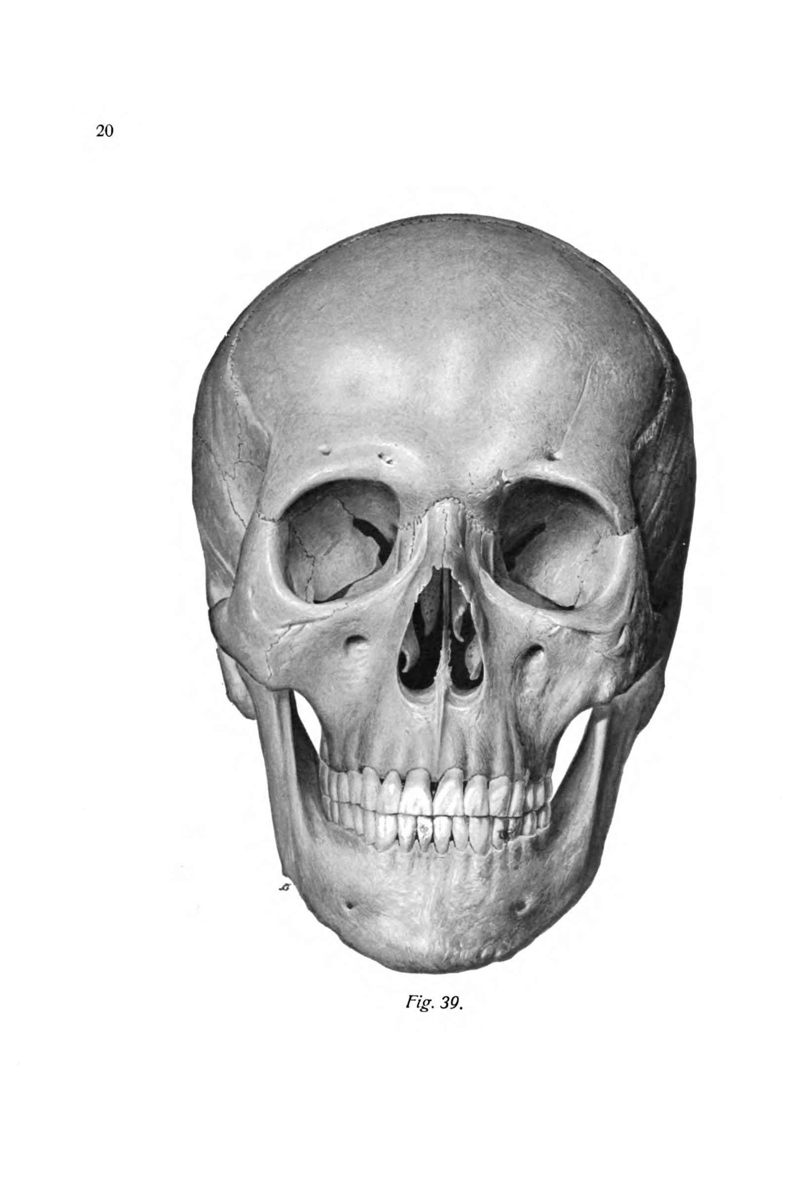 The Skull (front view)