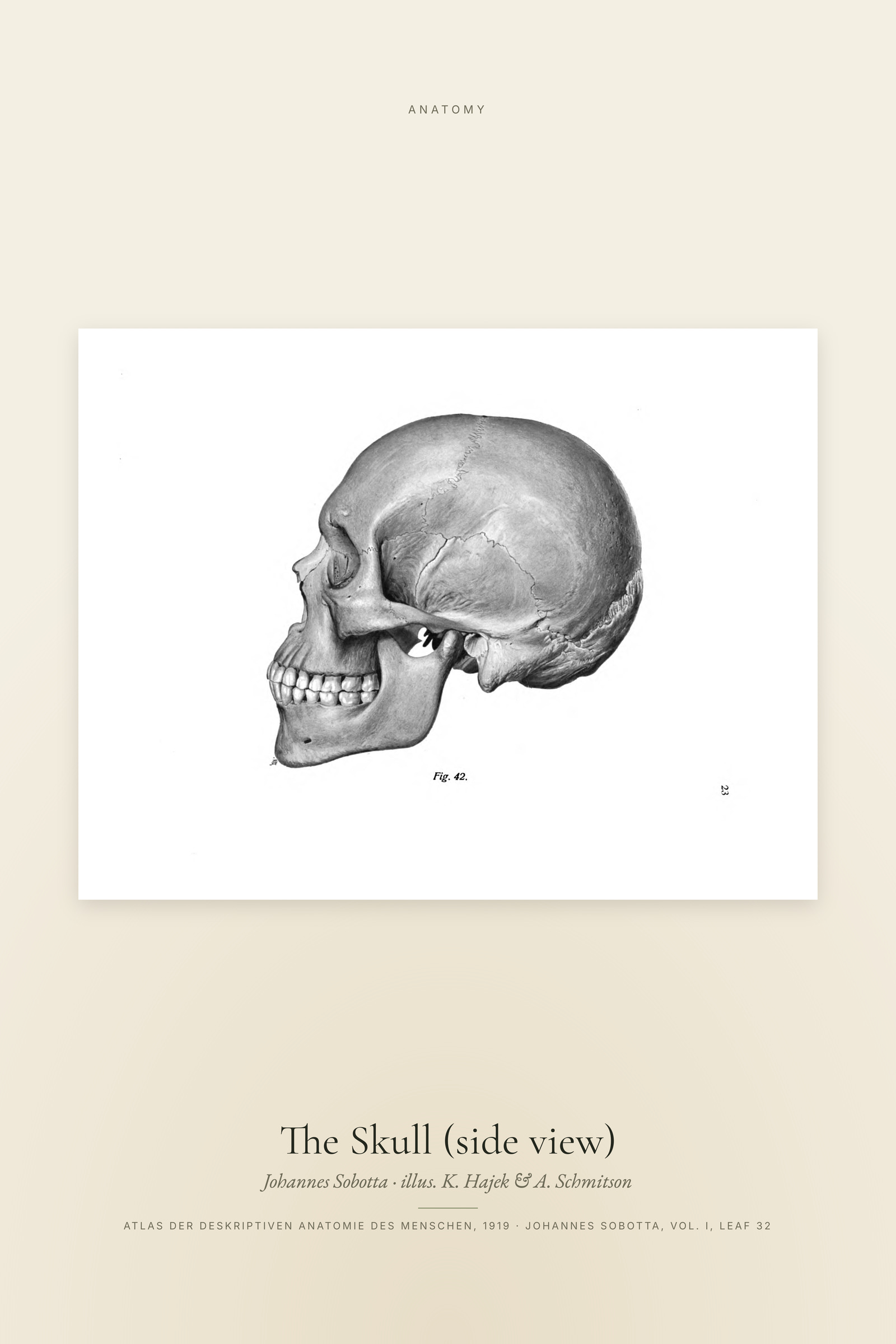 The Skull (side view)
