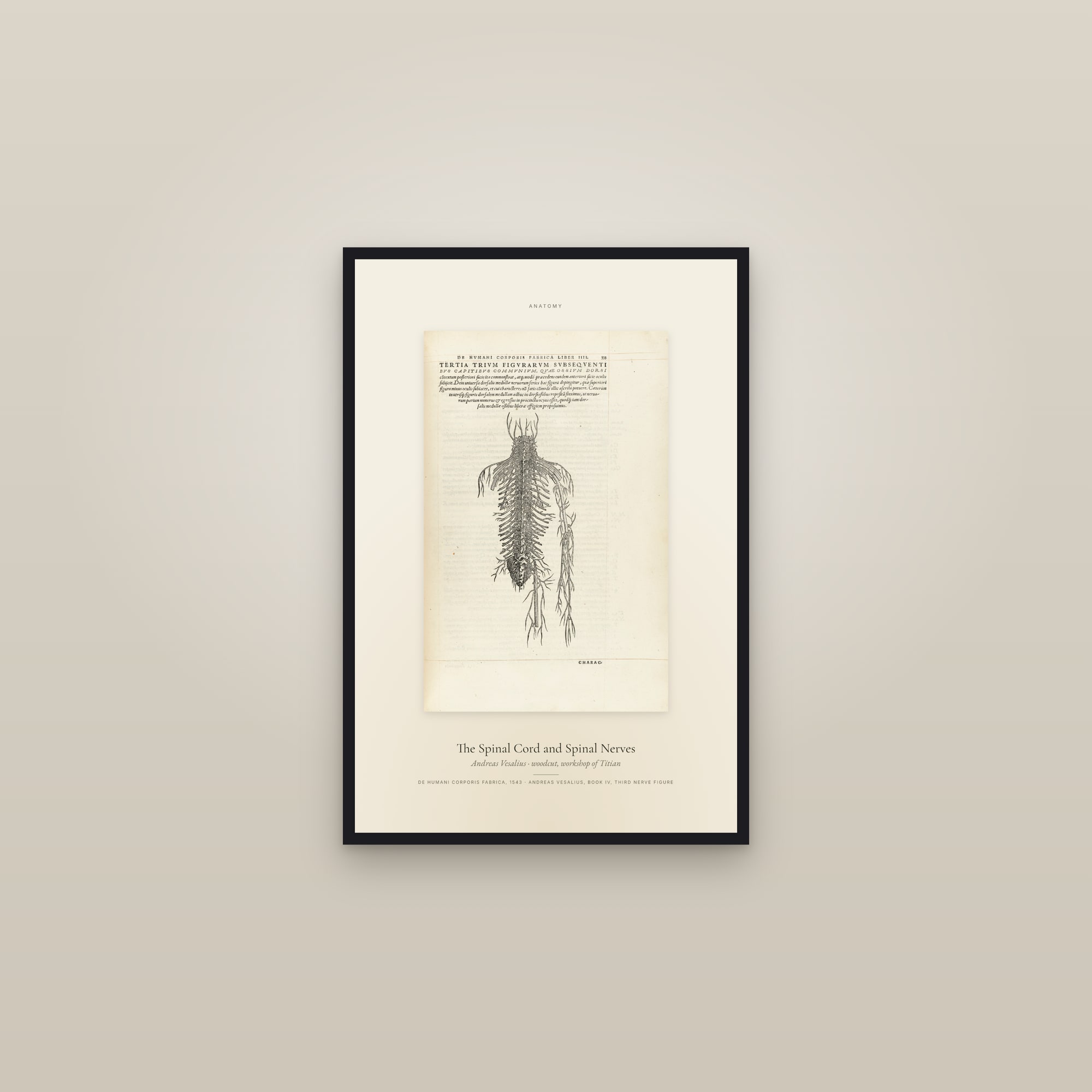 The Spinal Cord and Spinal Nerves — Specimen — framed in a gallery setting