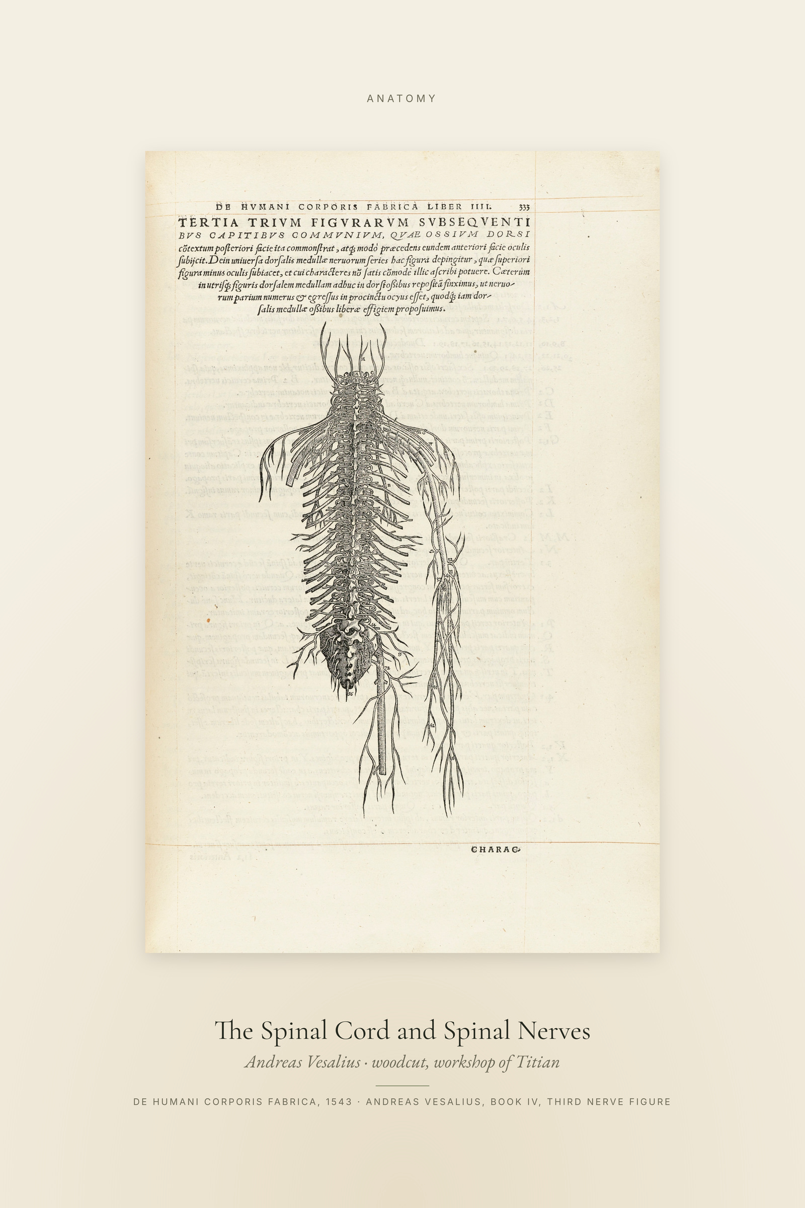 The Spinal Cord and Spinal Nerves — Specimen