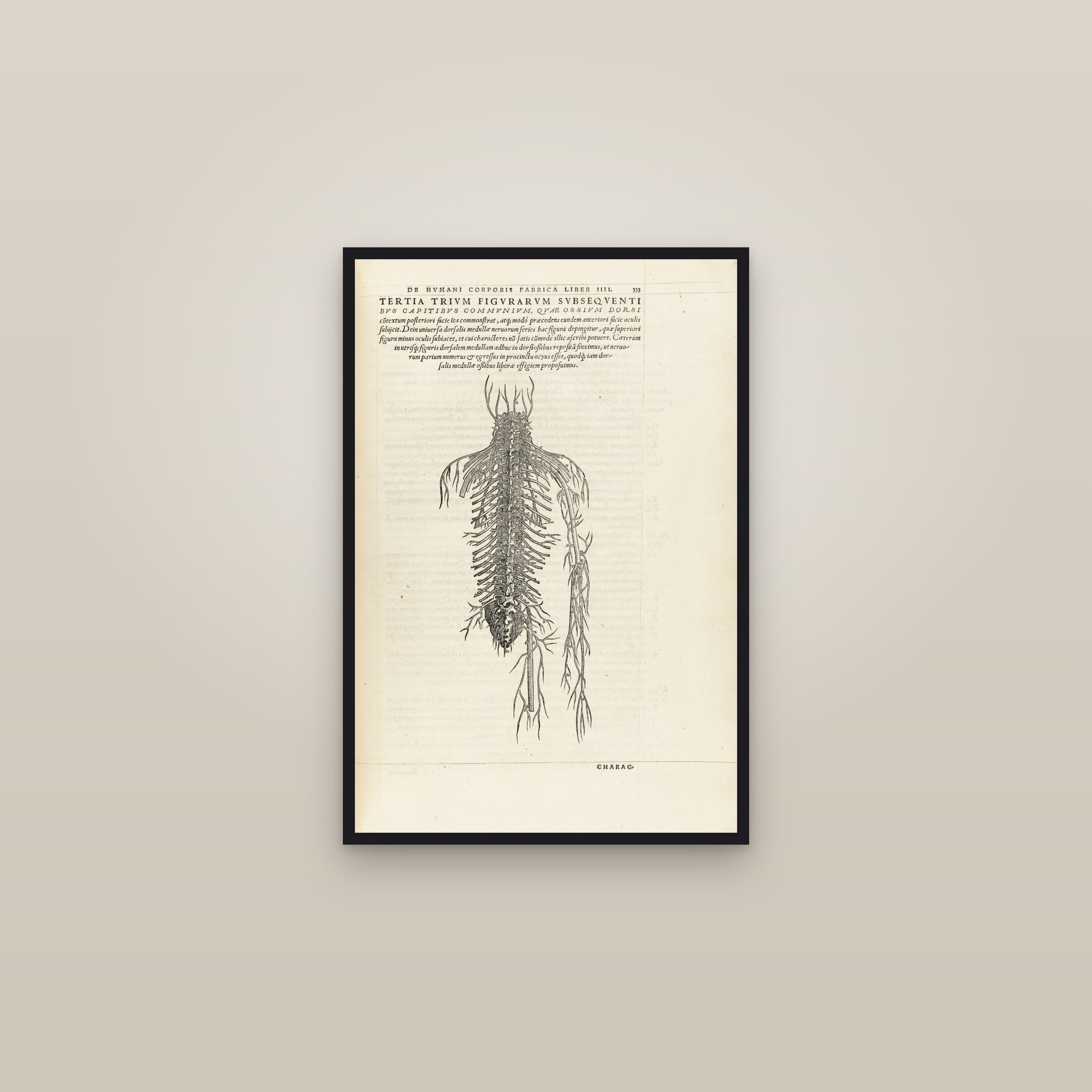 The Spinal Cord and Spinal Nerves — framed in a gallery setting