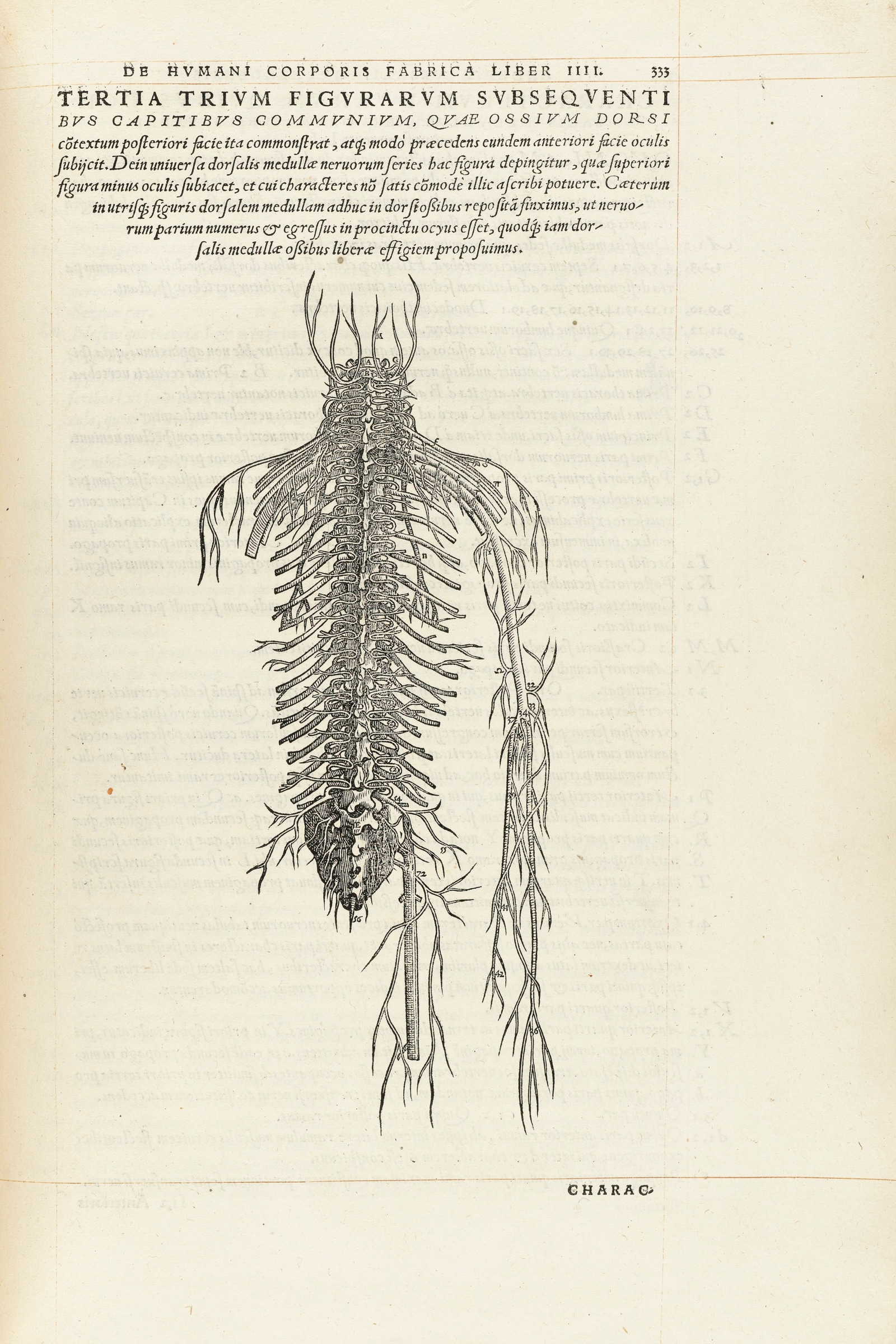 The Spinal Cord and Spinal Nerves