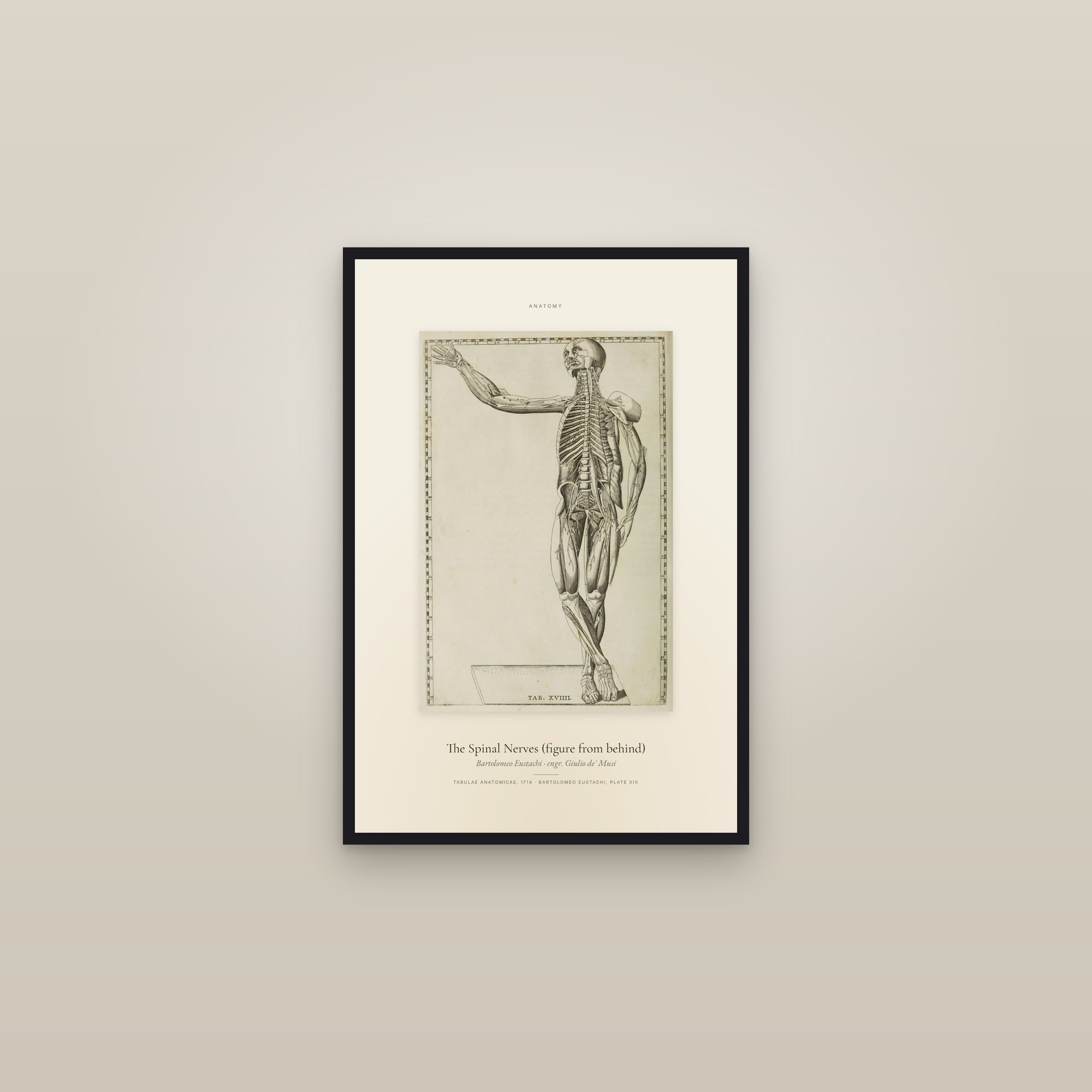 The Spinal Nerves (figure from behind) — Specimen — framed in a gallery setting