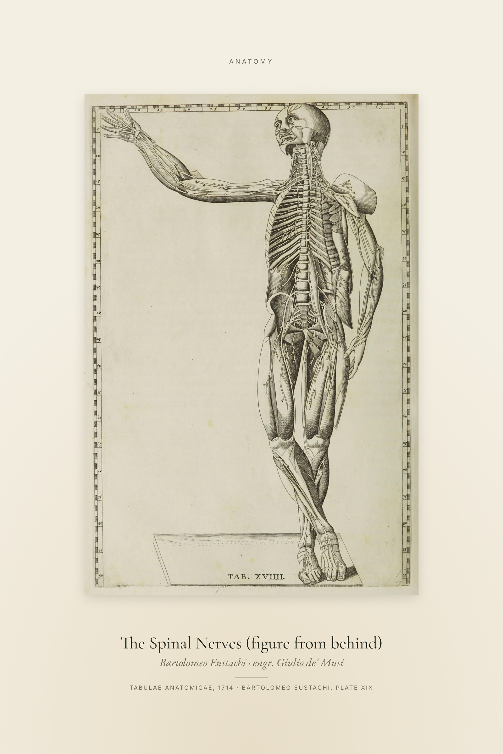 The Spinal Nerves (figure from behind) — Specimen