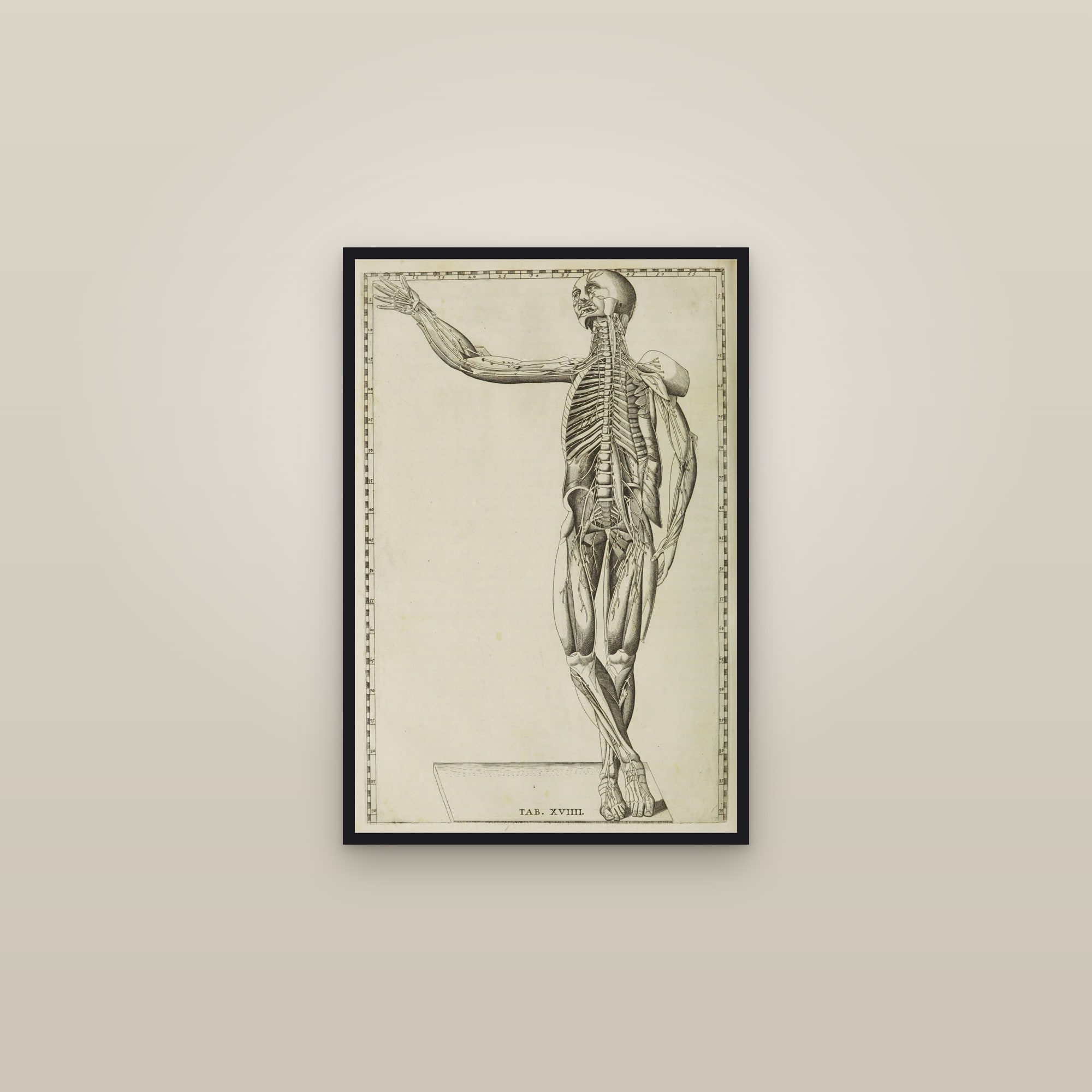 The Spinal Nerves (figure from behind) — framed in a gallery setting