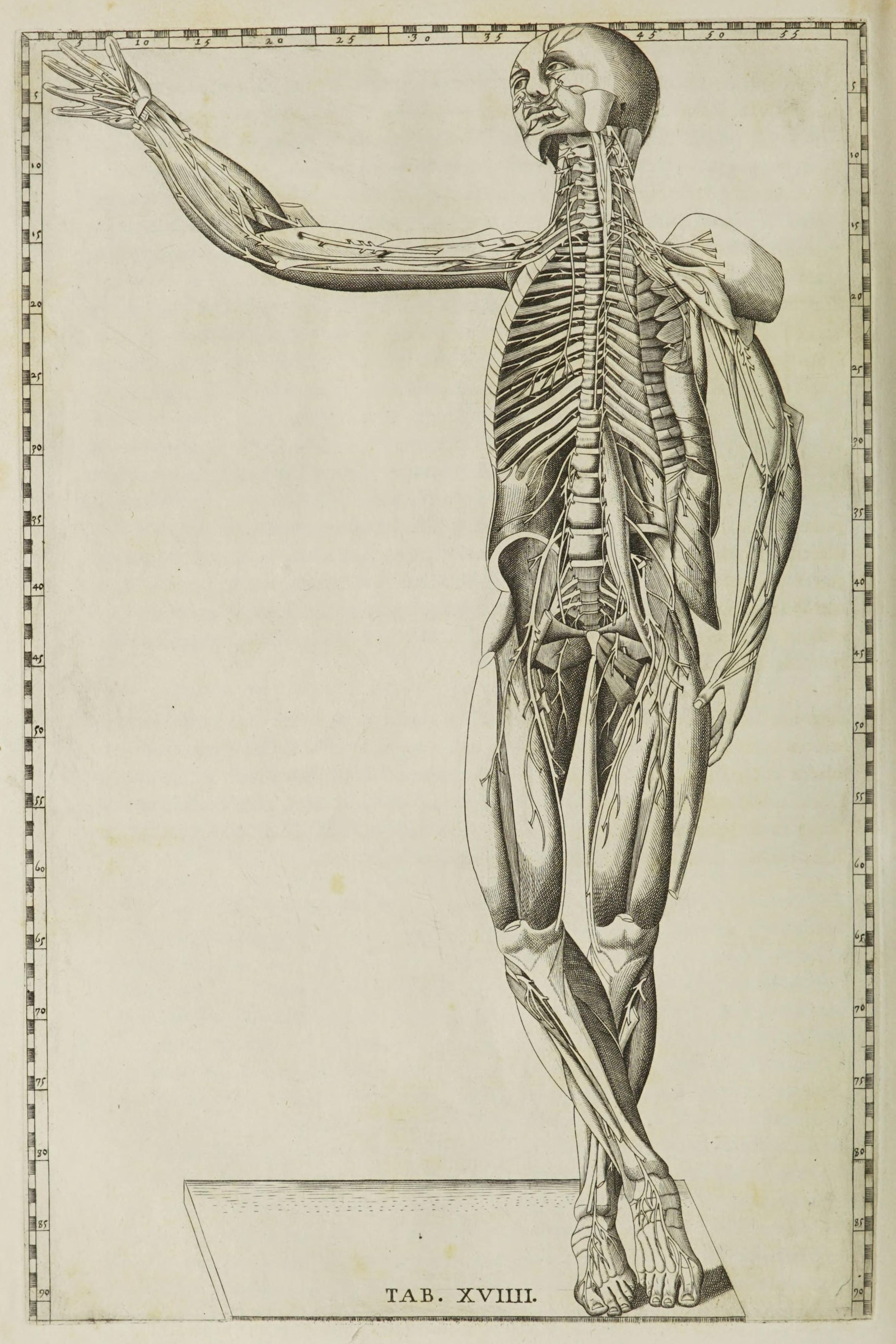 The Spinal Nerves (figure from behind)