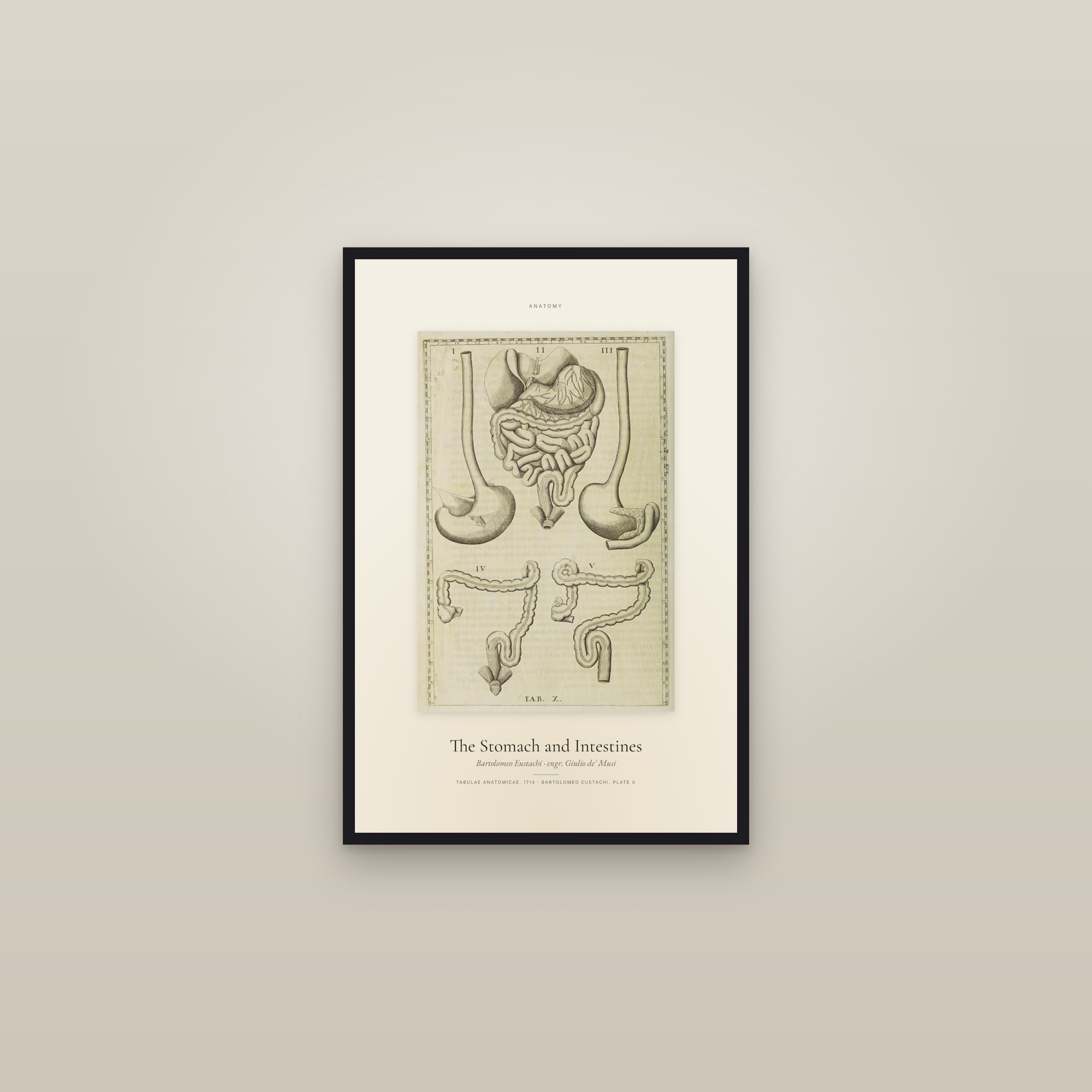 The Stomach and Intestines — Specimen — framed in a gallery setting