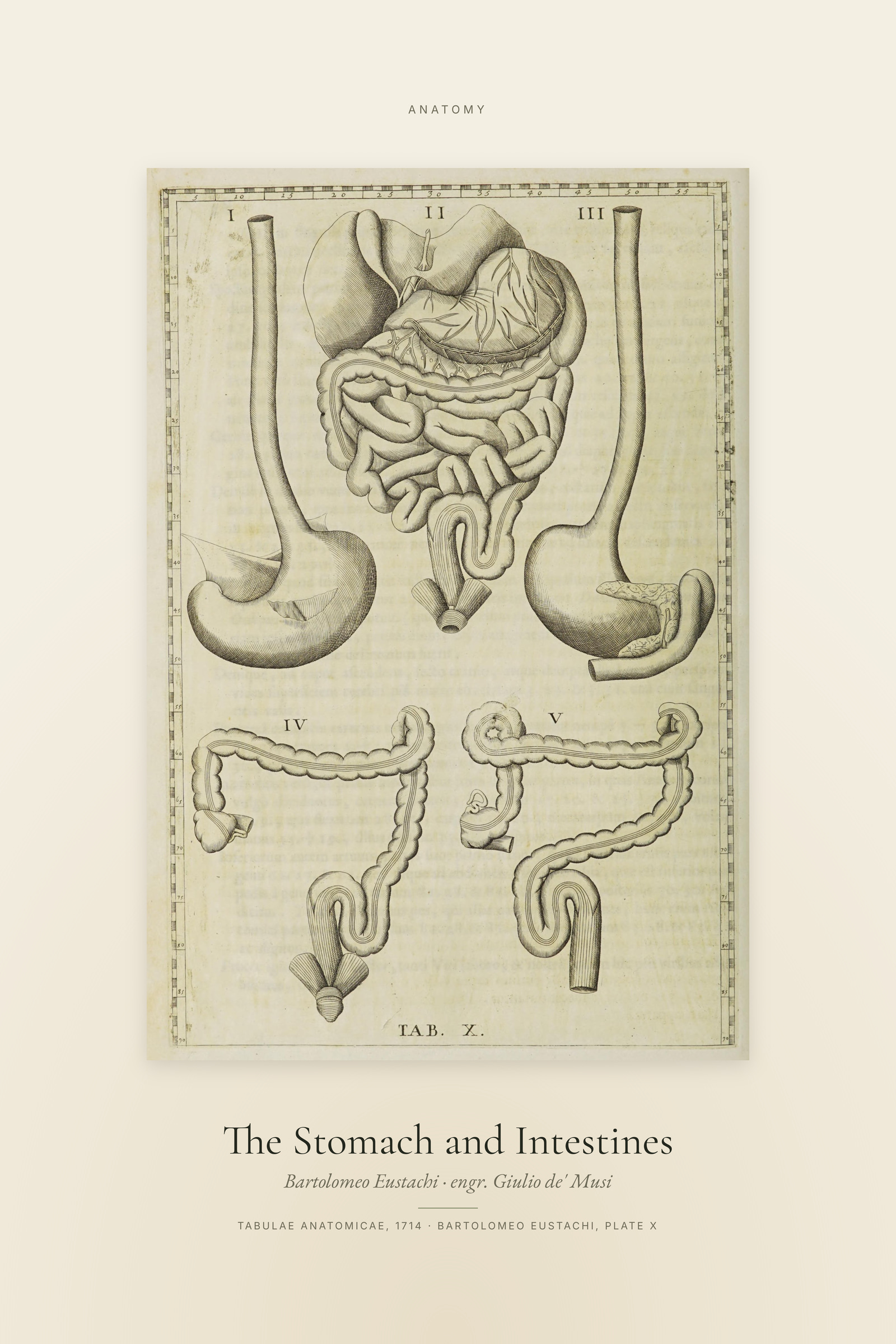 The Stomach and Intestines — Specimen